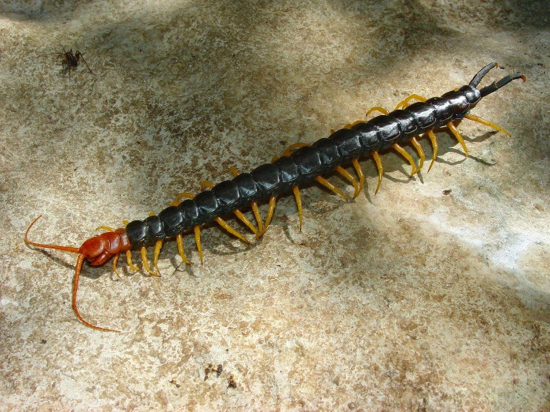 Centipede Black And Red On Concrete Background