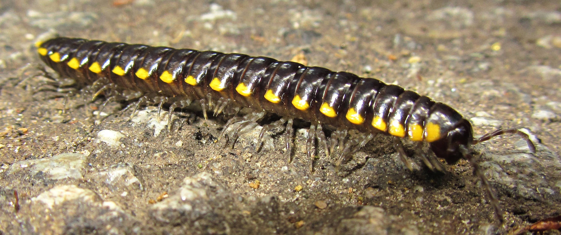 Centipede Black And Yellow On Concrete Background