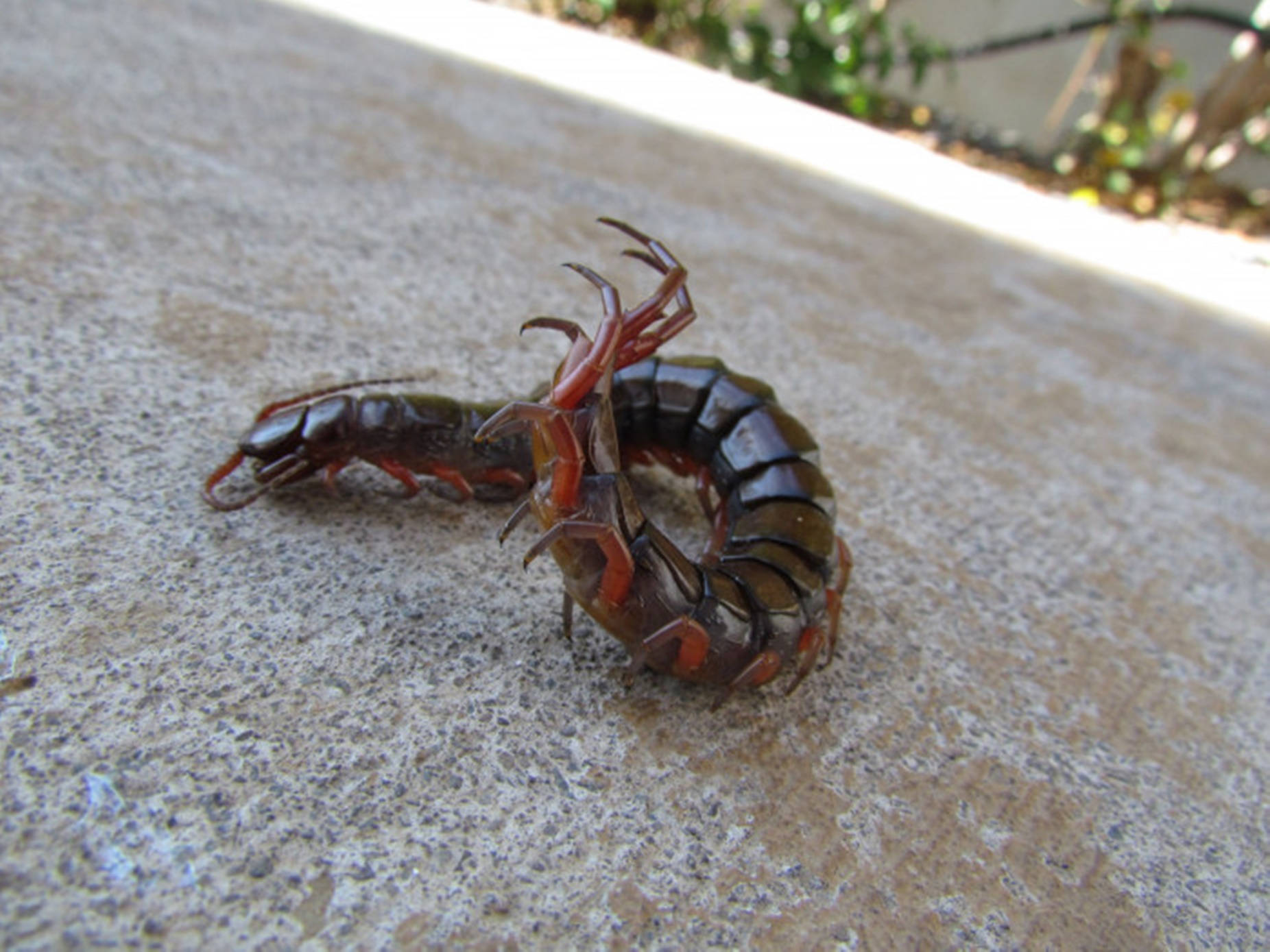 Centipede Black Attack Stance On Concrete Background