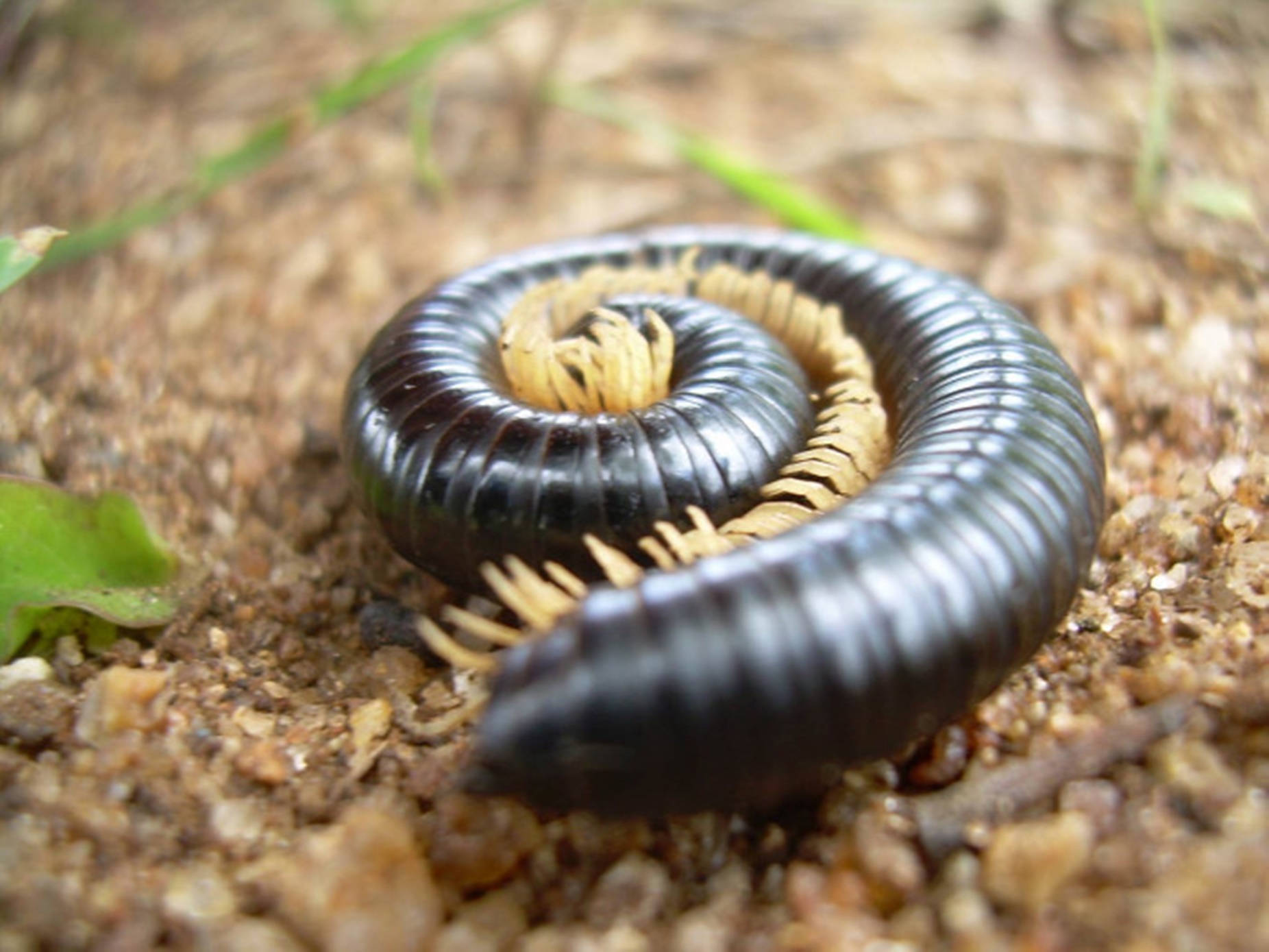 Centipede Black Coiling On Dirt Background