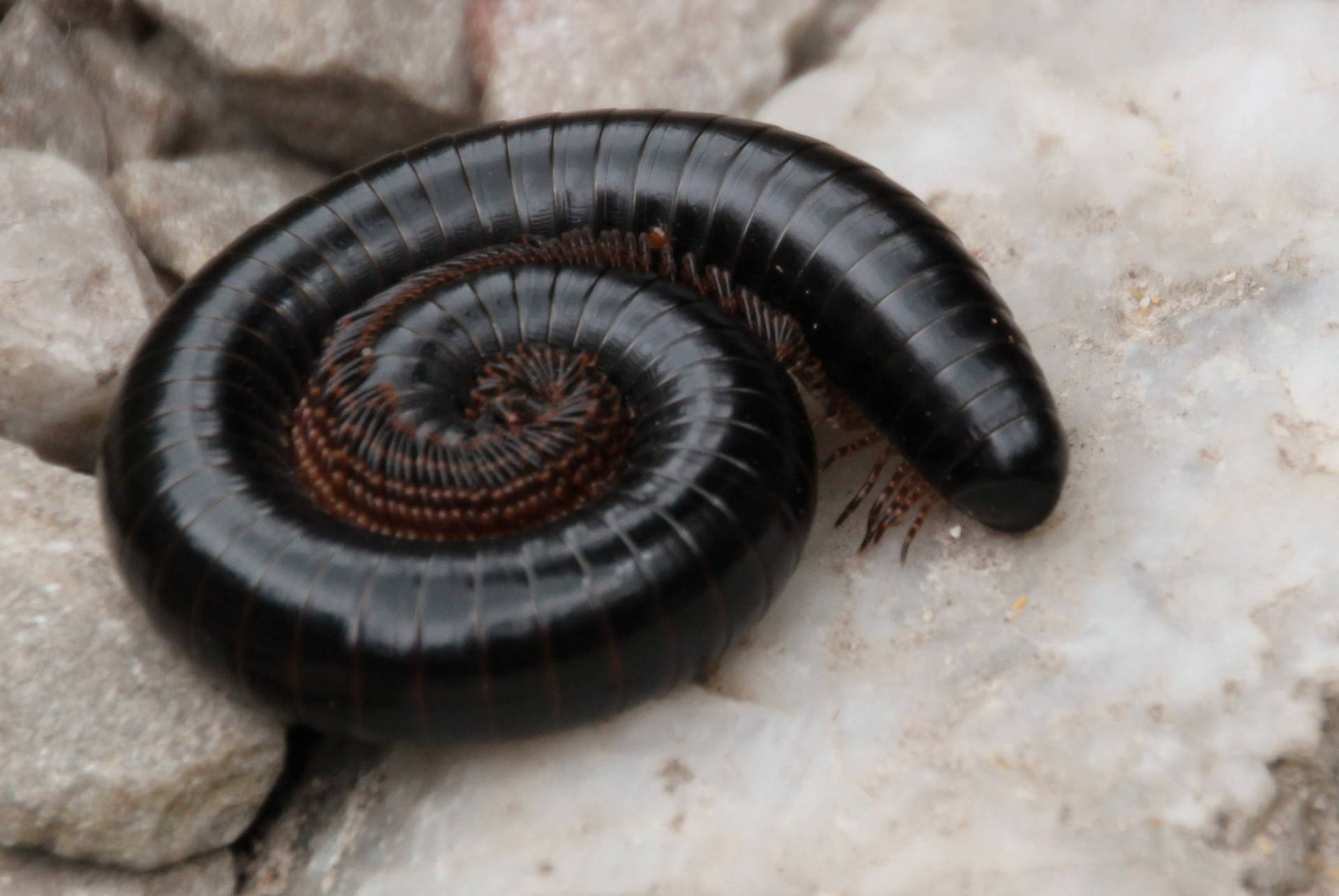 Centipede Black Coiling On Rocks Background