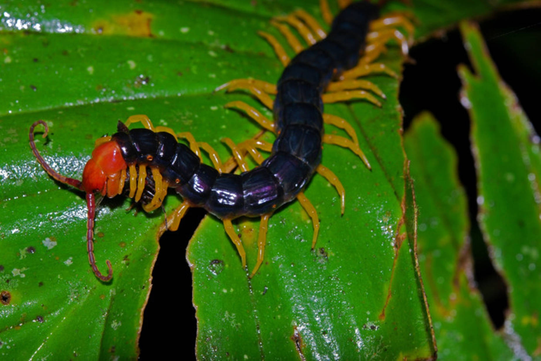 Centipede Black Crawling On Green Leaves Background