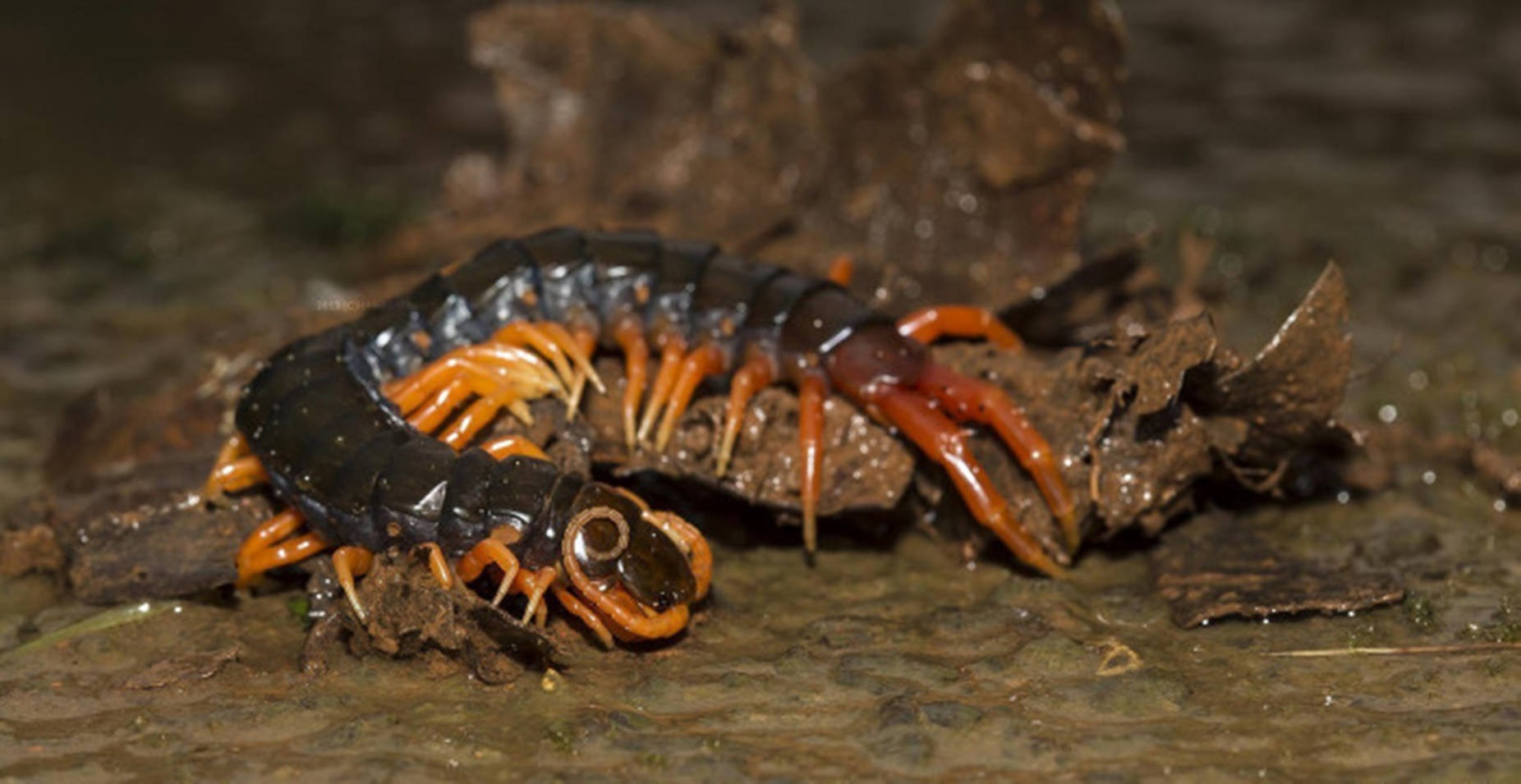 Centipede Black On Brown Dirt Background