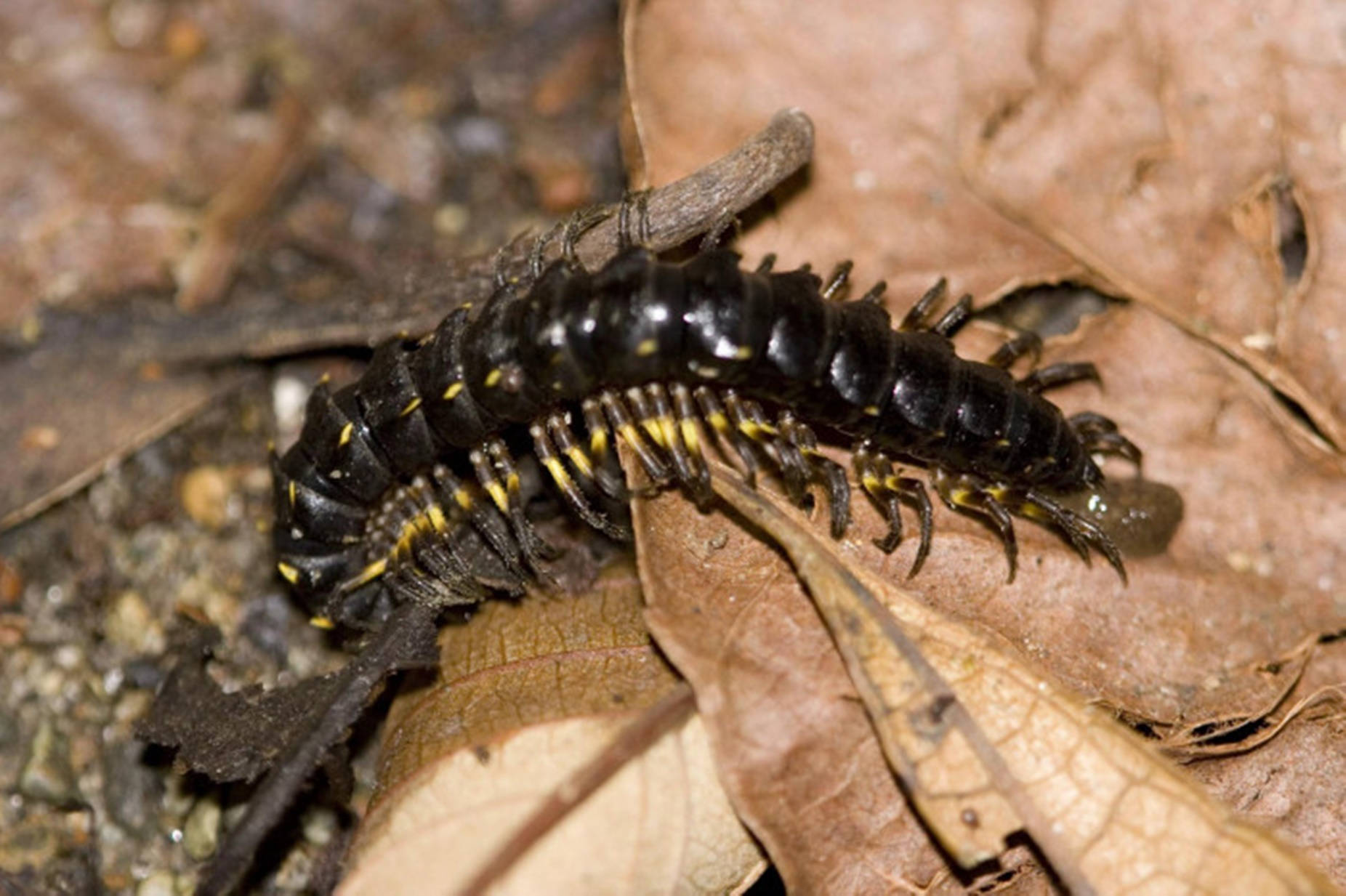 Centipede Black On Dried Brown Leaves Background