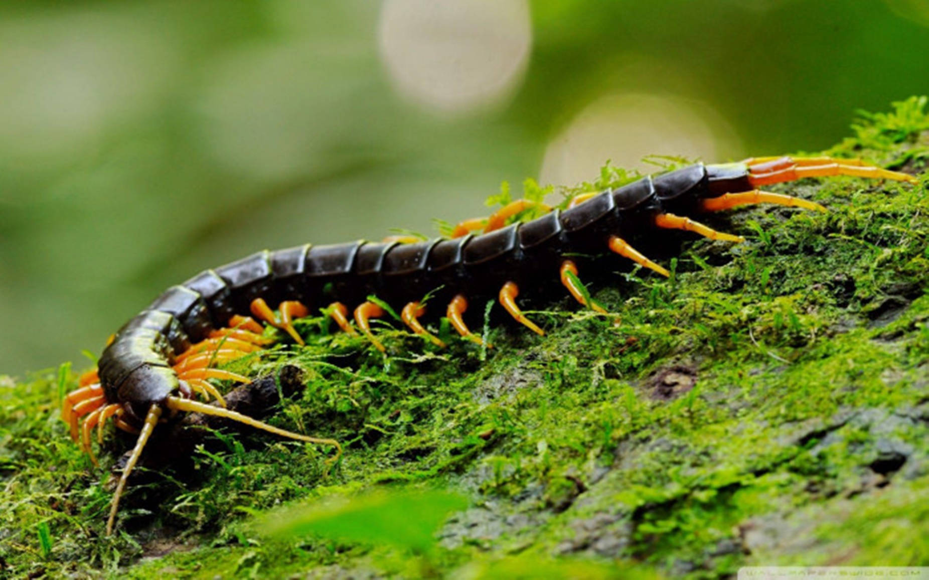 Centipede Black On Mossy Rock Background