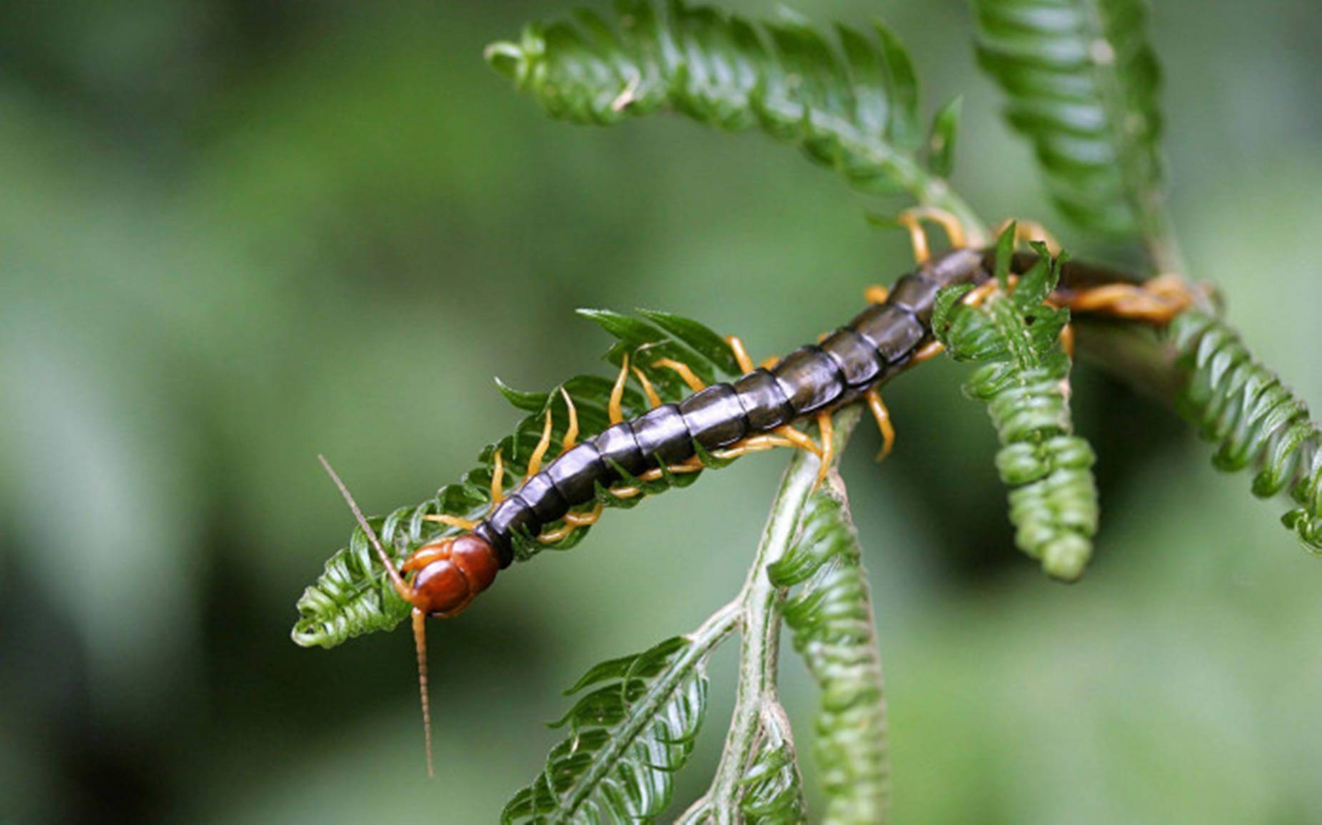 Centipede Black On Thin Leaves