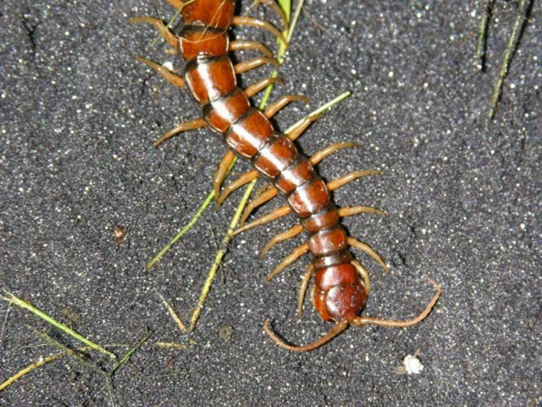 Centipede Brown And Black On Gray Sand Background