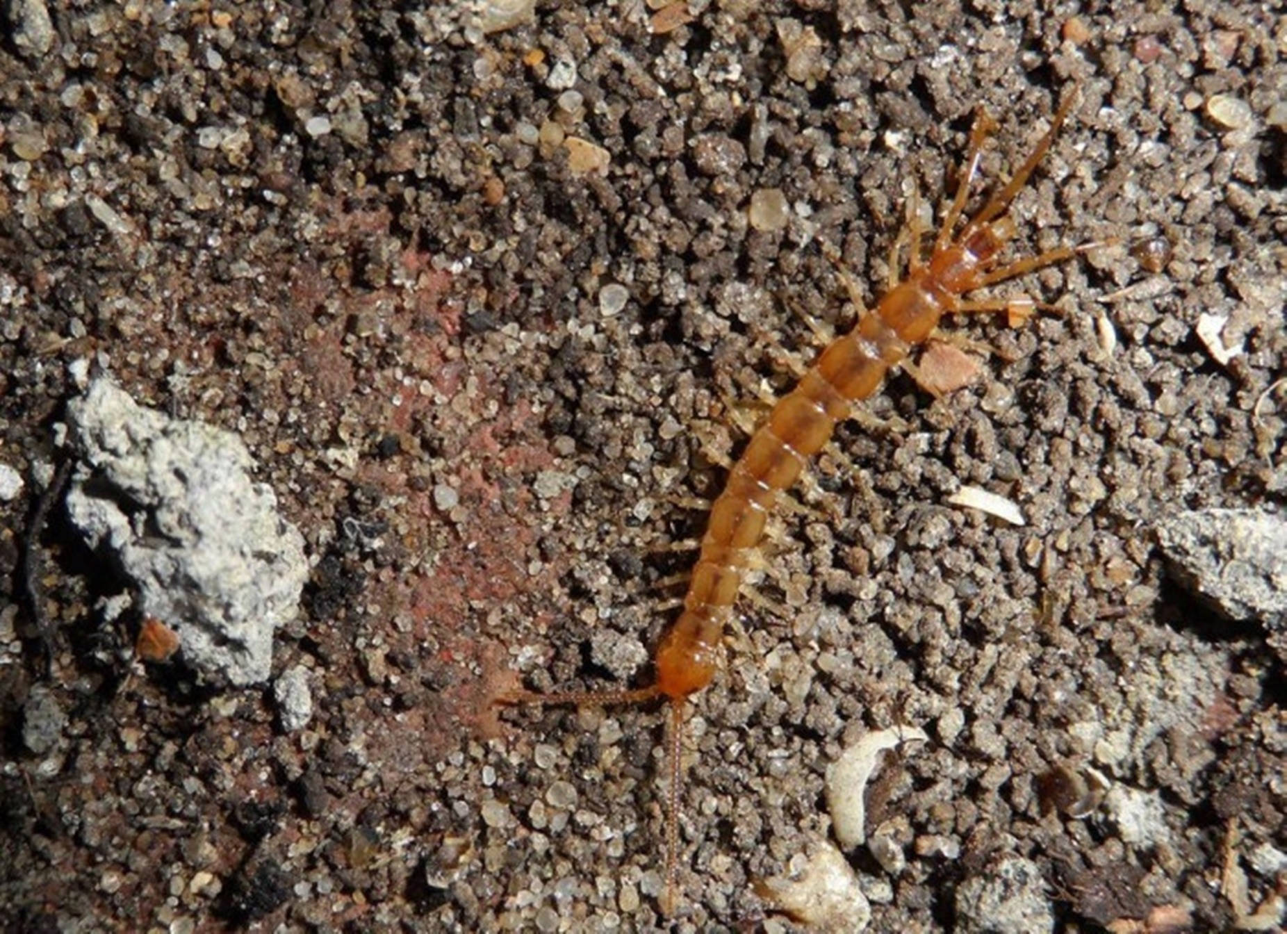 Centipede Brown Crawling On Gravel Background