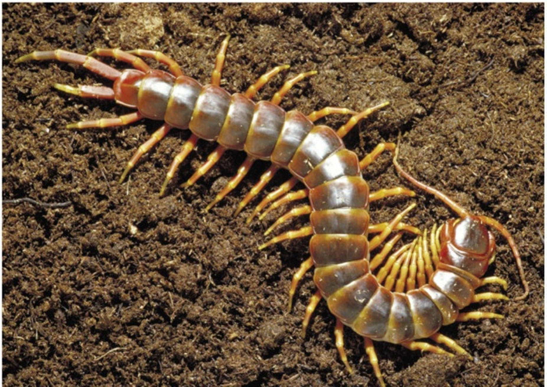 Centipede Brown Curling On Dirt Background