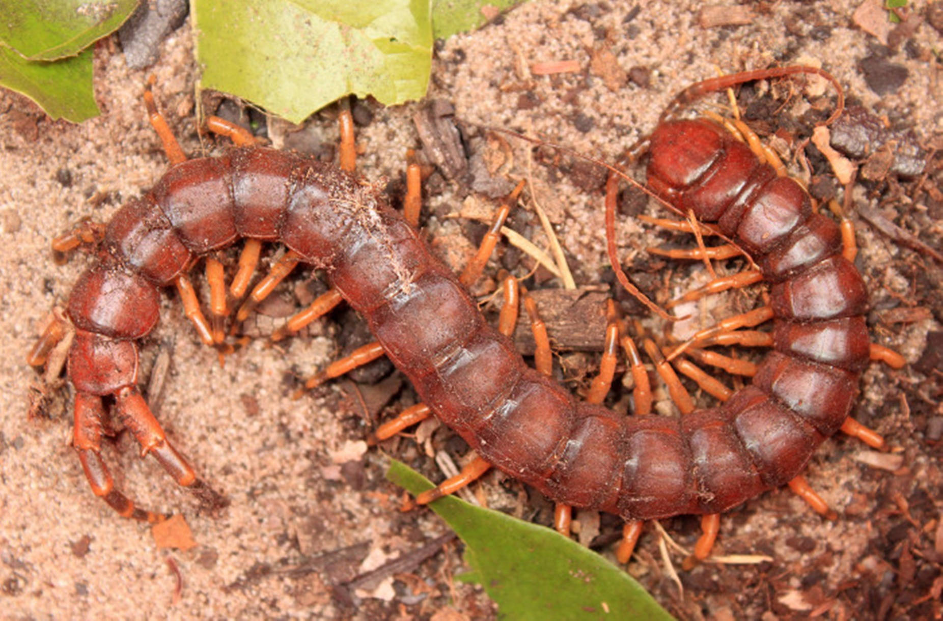 Centipede Brown Curling On Ground Background