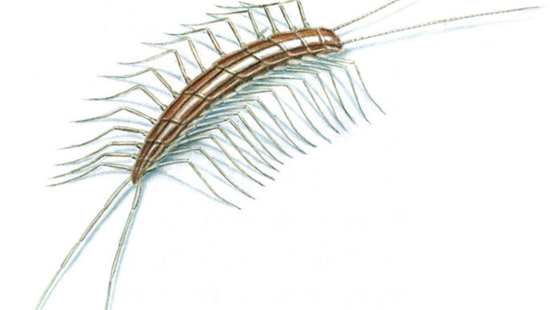 Centipede Brown Drawing On Plain White Background