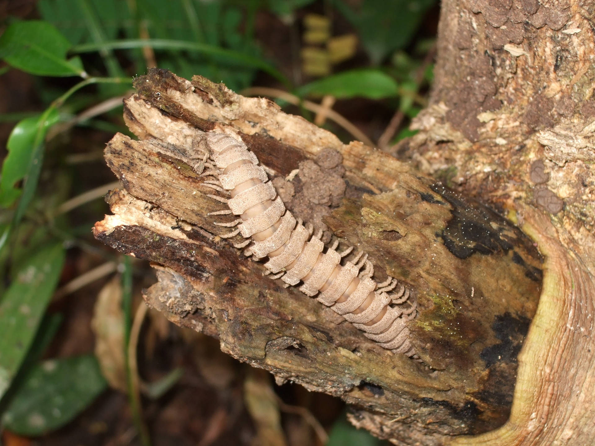 Centipede Brown On Tree Bark Background