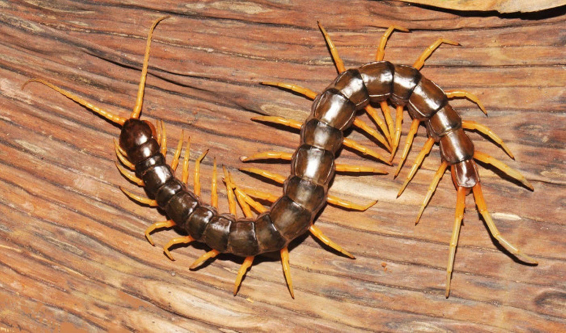 Centipede Brown On Wood Surface Background