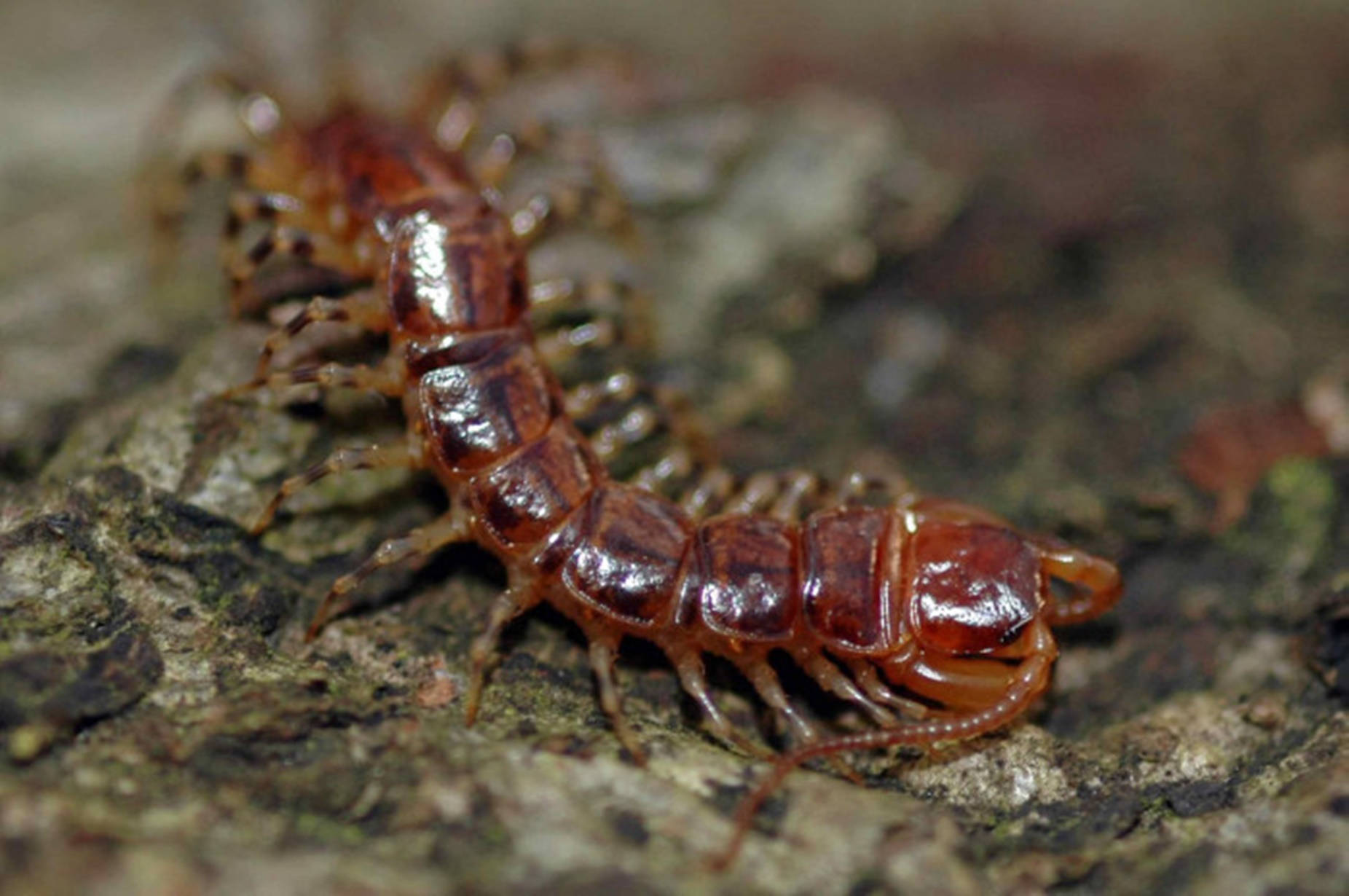 Centipede Brown Red On Wood Background