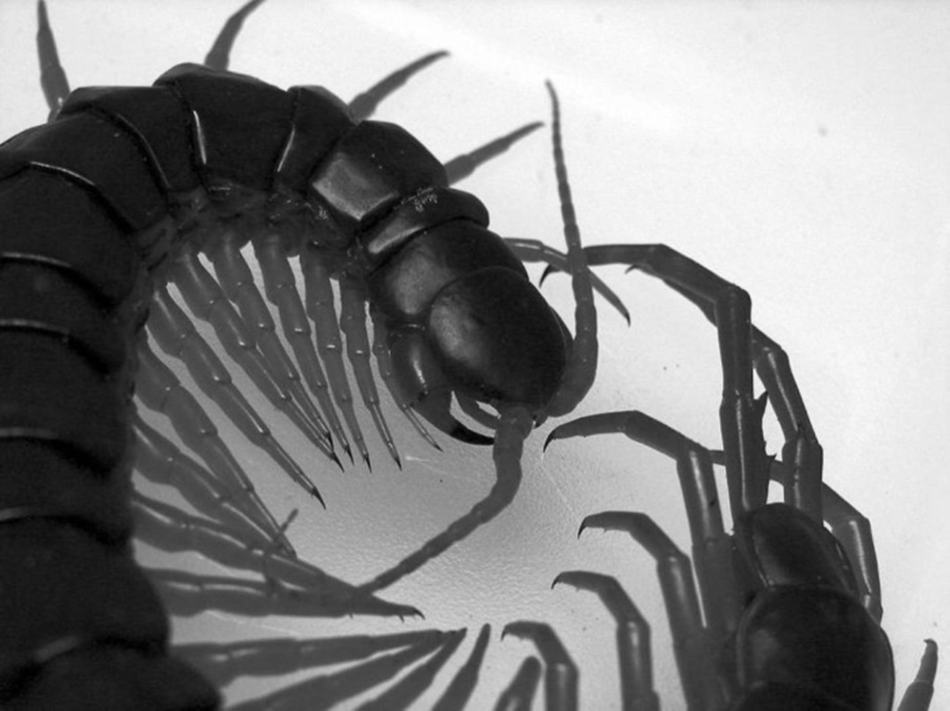 Centipede Close-up Black And White Background