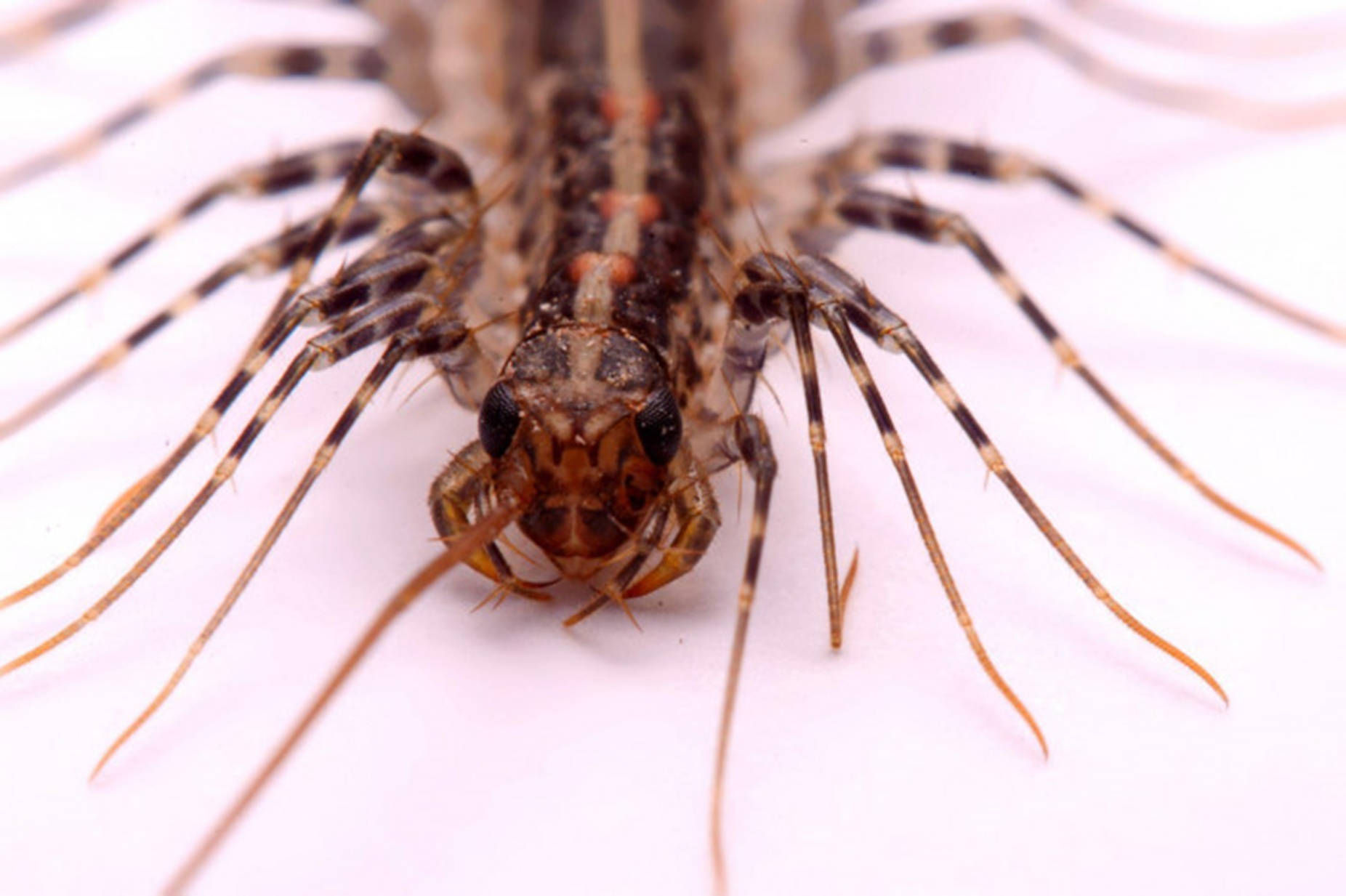 Centipede Close-up Front View Background