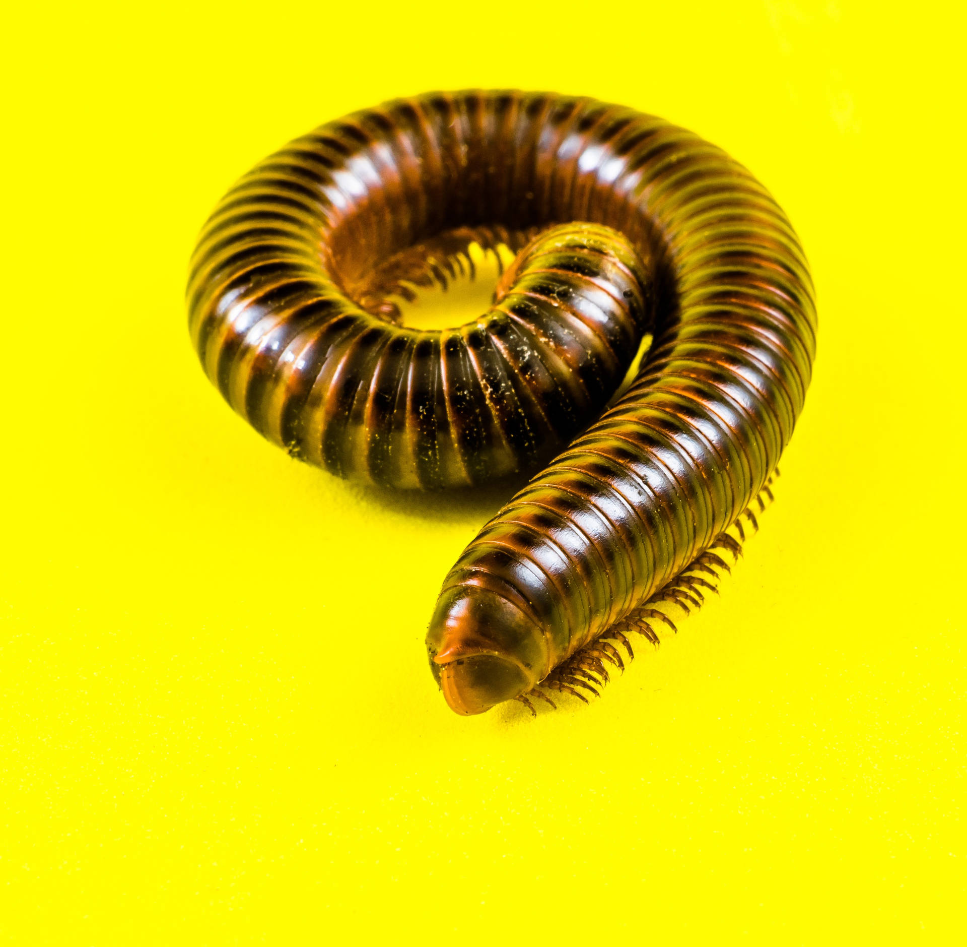 Centipede Coiling Yellow Aesthetic