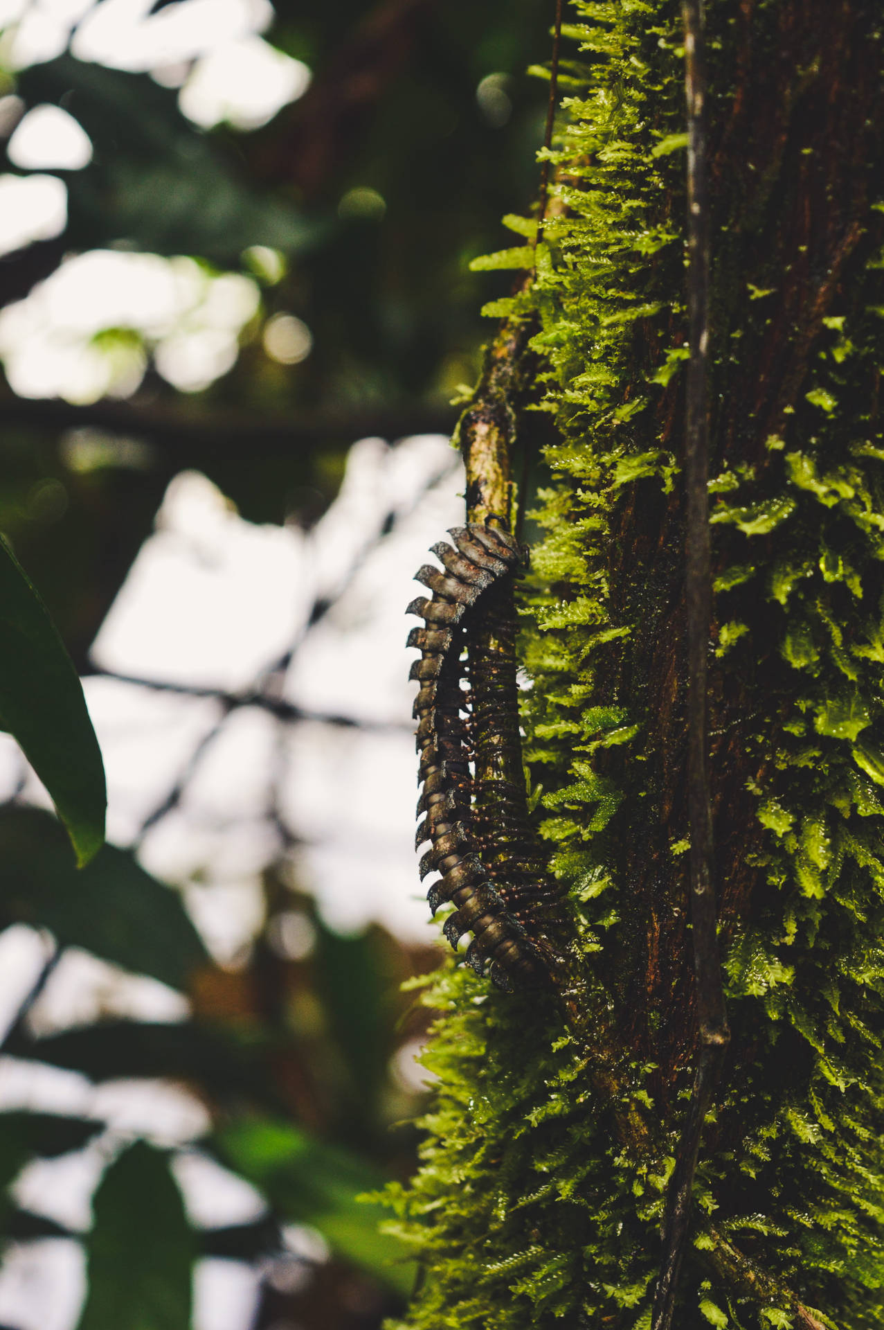 Centipede Crawling On Mossy Tree Trunk Background