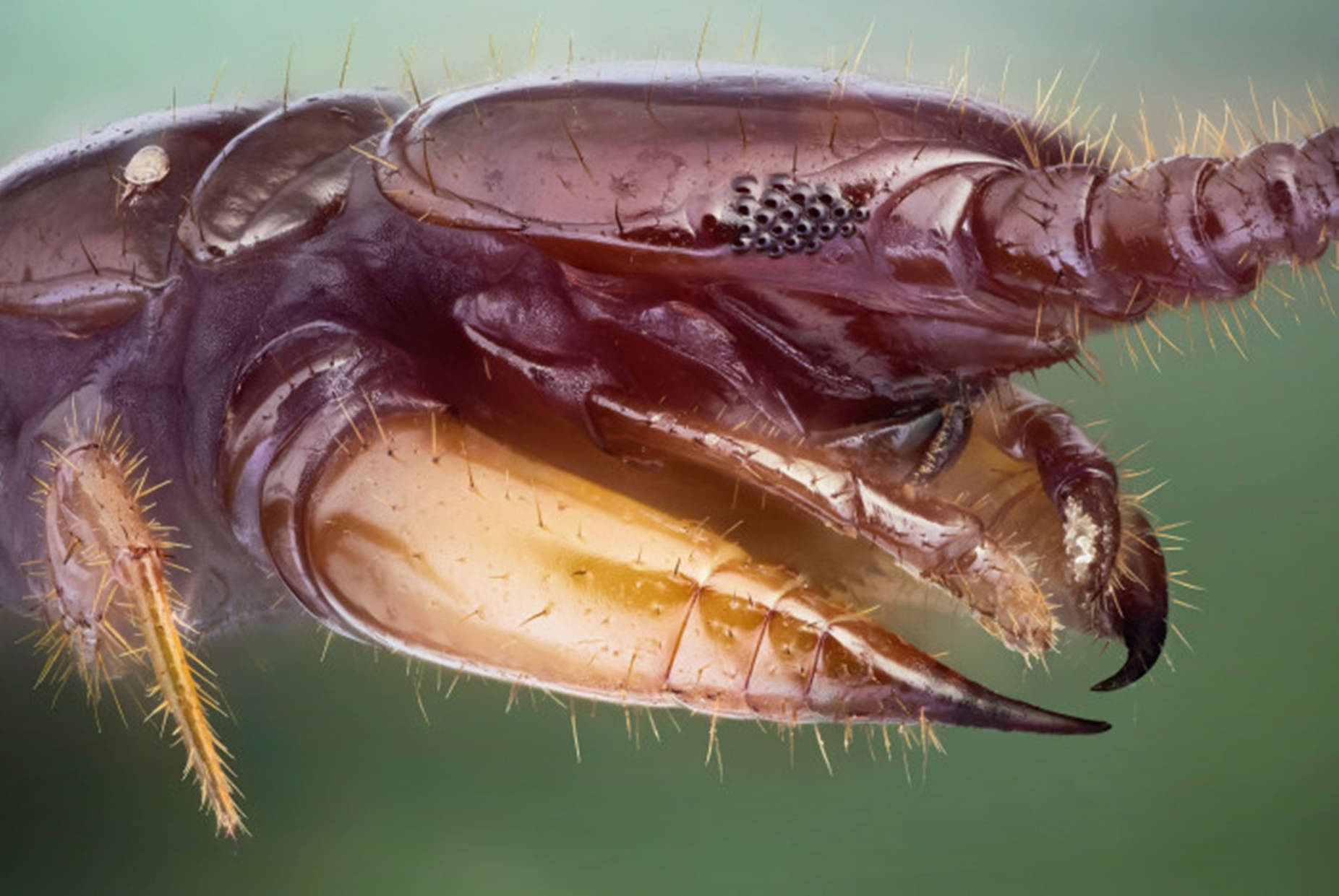 Centipede Face Scary Close-up Background