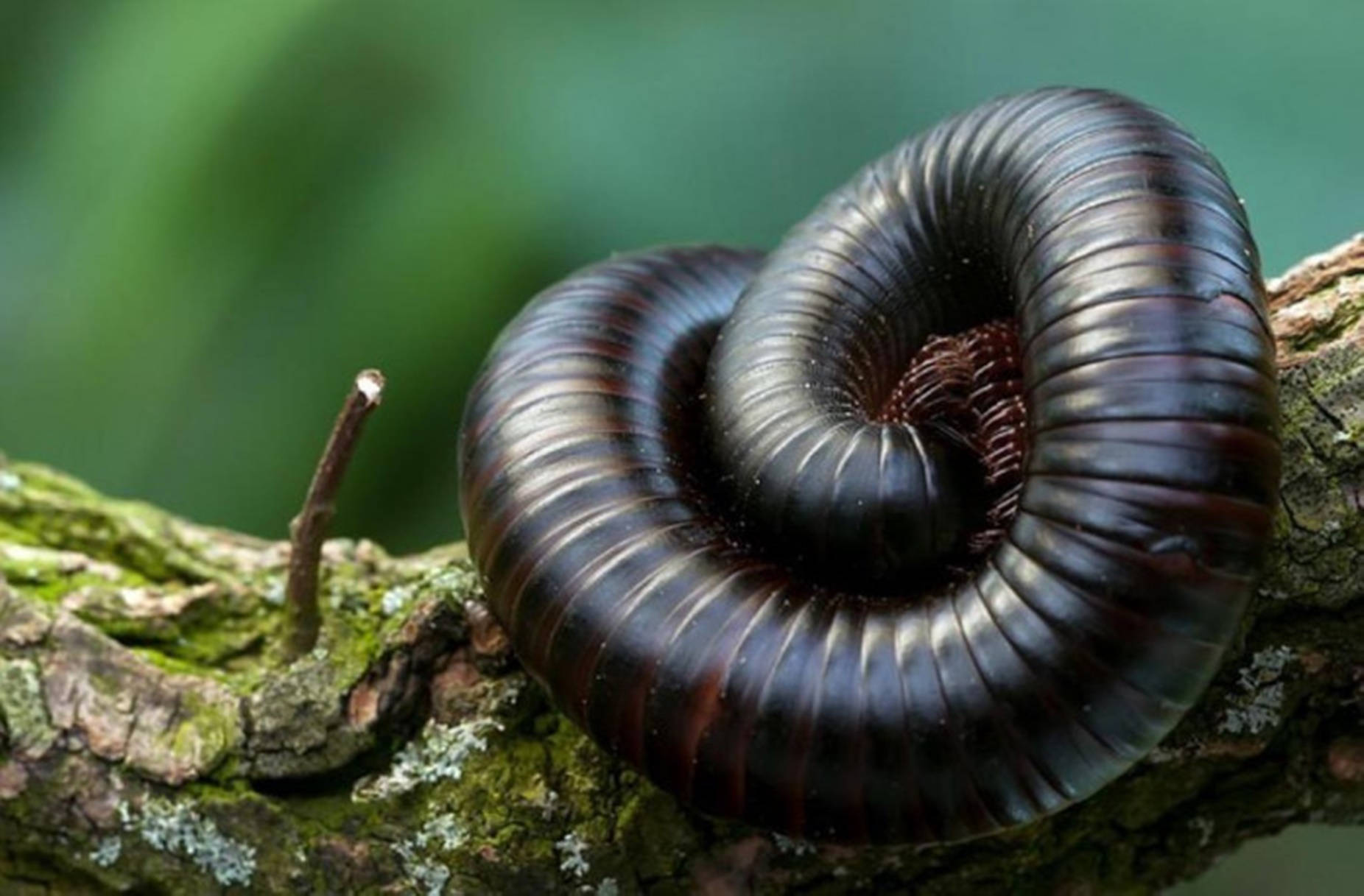 Centipede Giant Curling On Branch Background