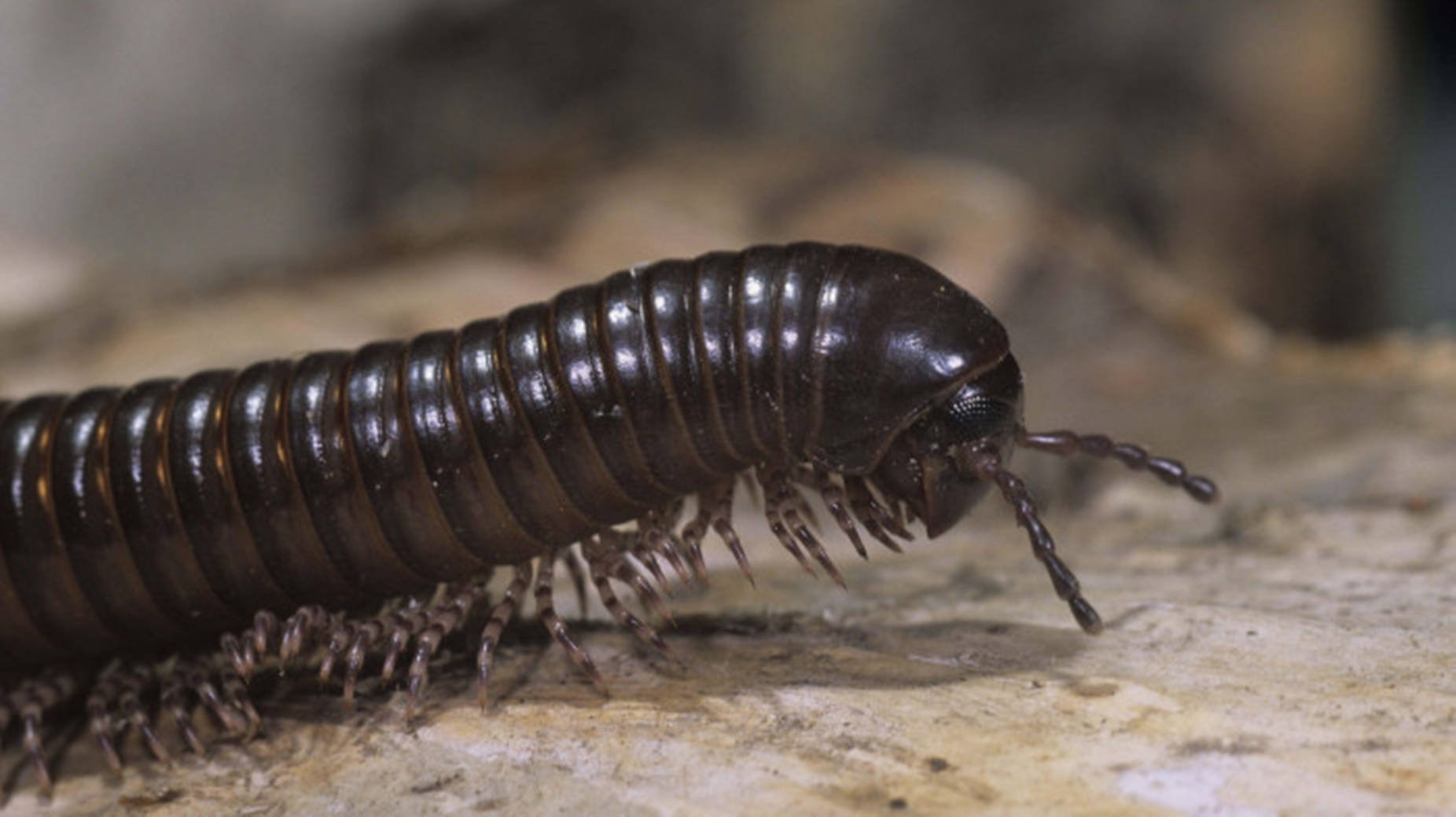 Centipede Head Crawling On Ground Background