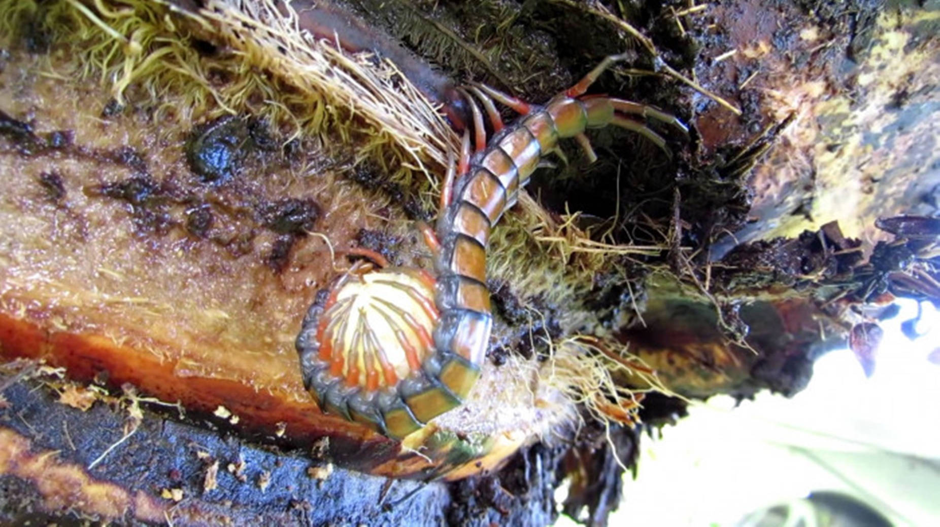 Centipede On Edge Of Earth Background