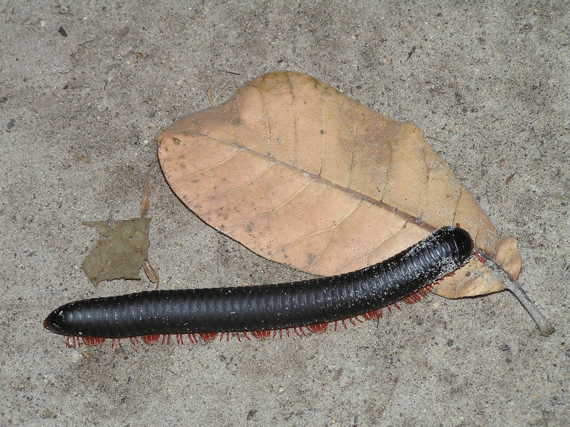 Centipede On Top Of Dry Leaf Background