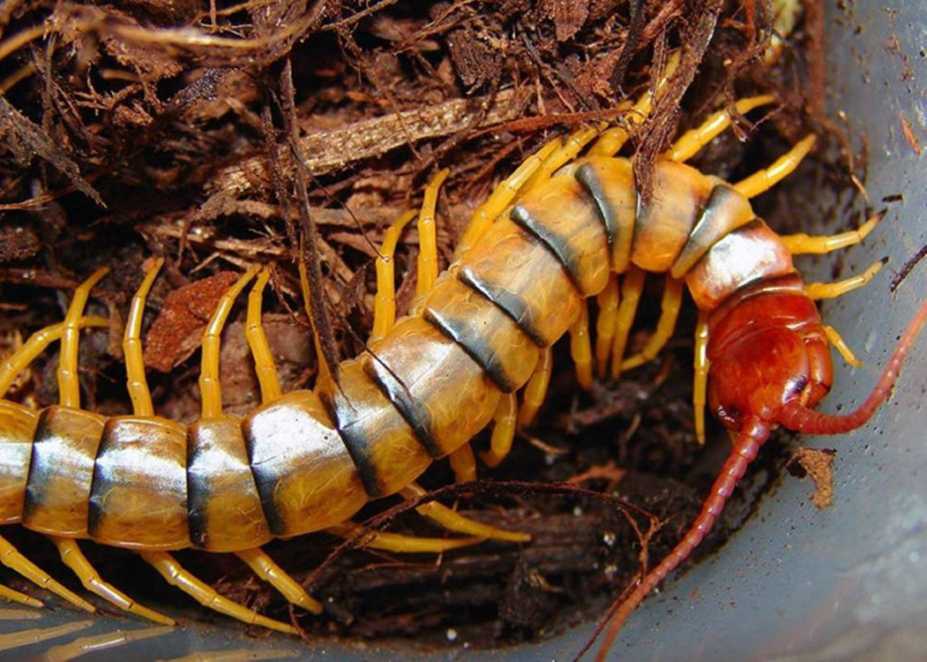 Centipede Orange And Black On Dirt Background