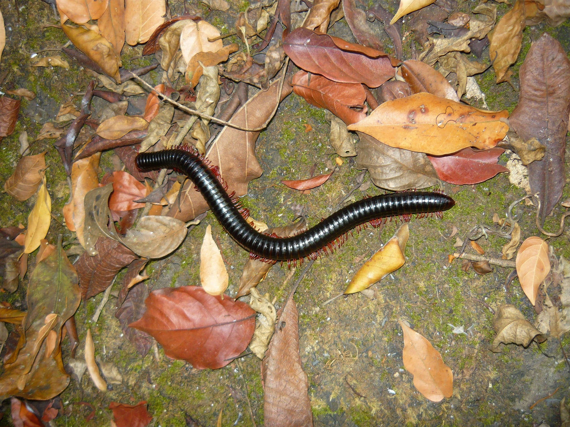 Centipede With Dried Leaves On Grass Background