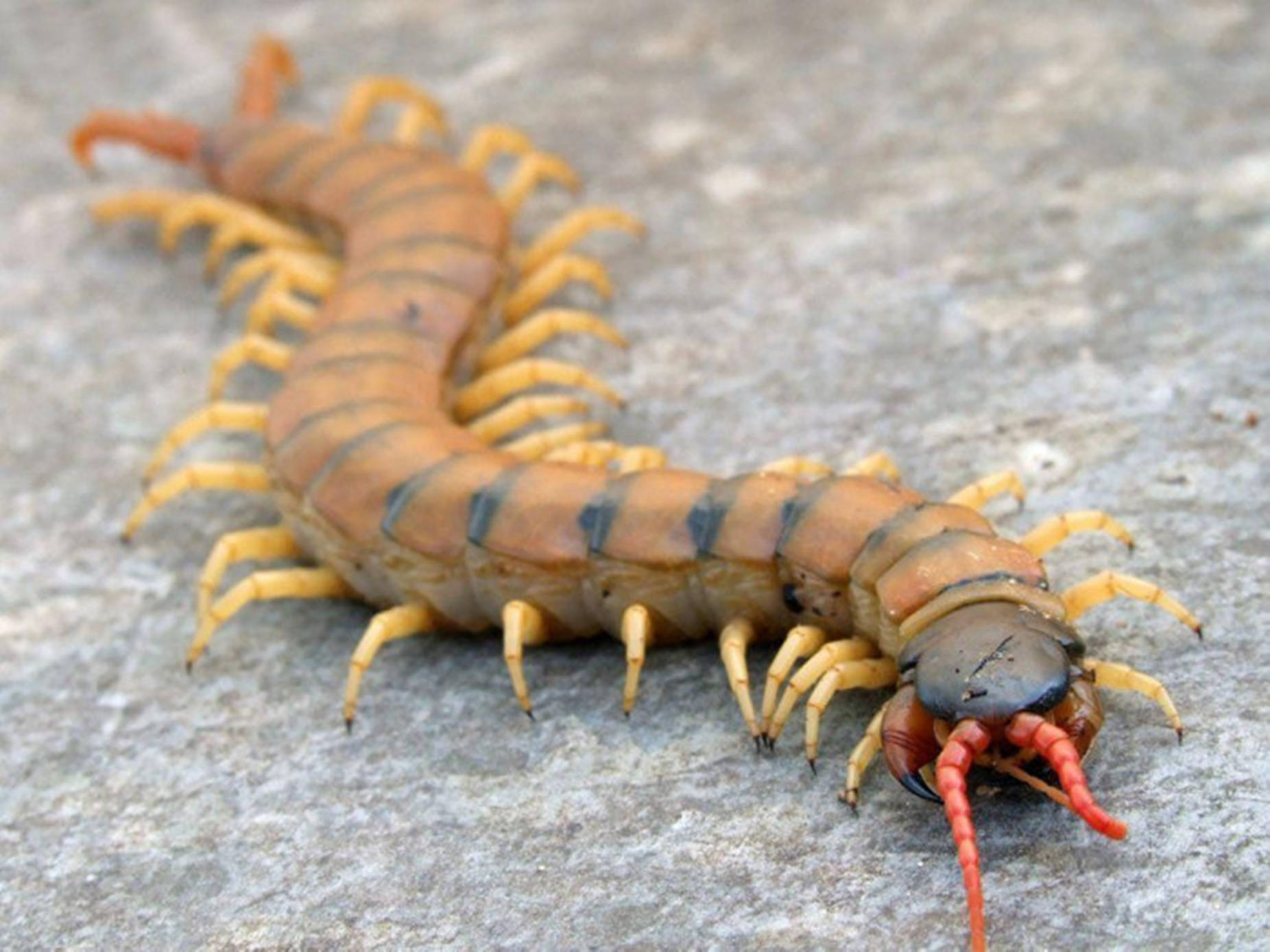 Centipede Yellow And Black On Concrete Background