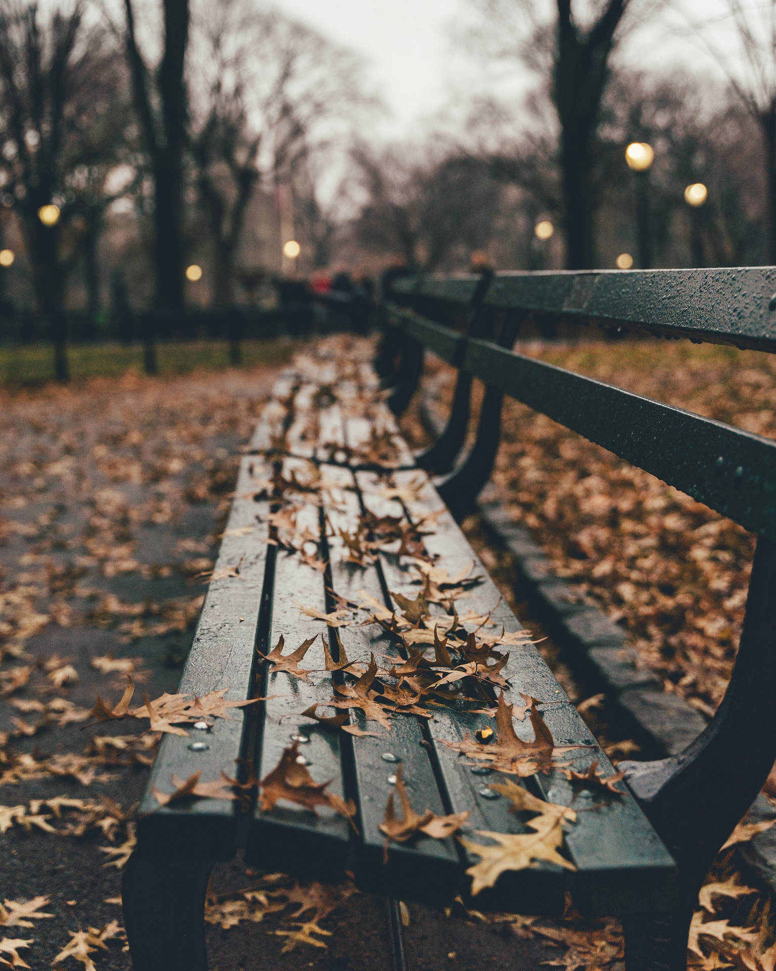 Central Park Bench With Fall Leaves Background