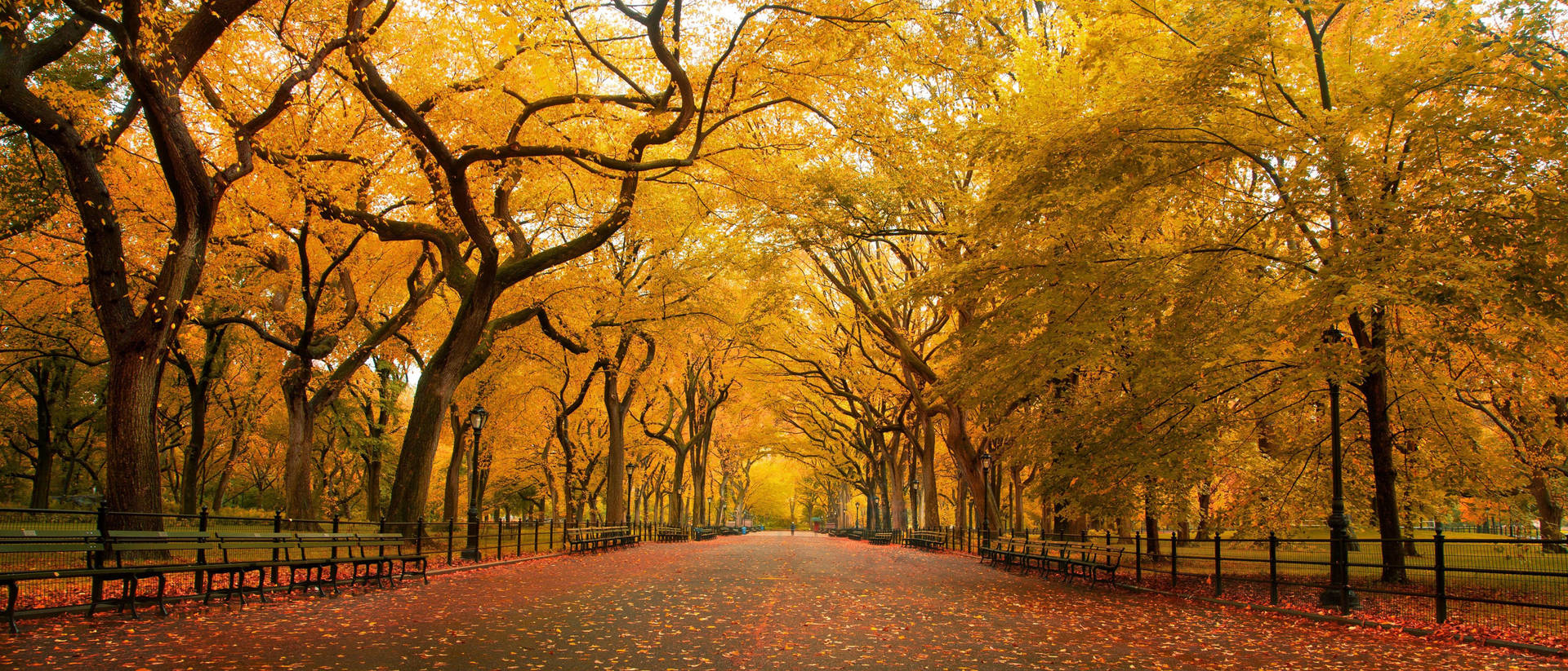 Central Park Fall 4k Ultra Widescreen Background