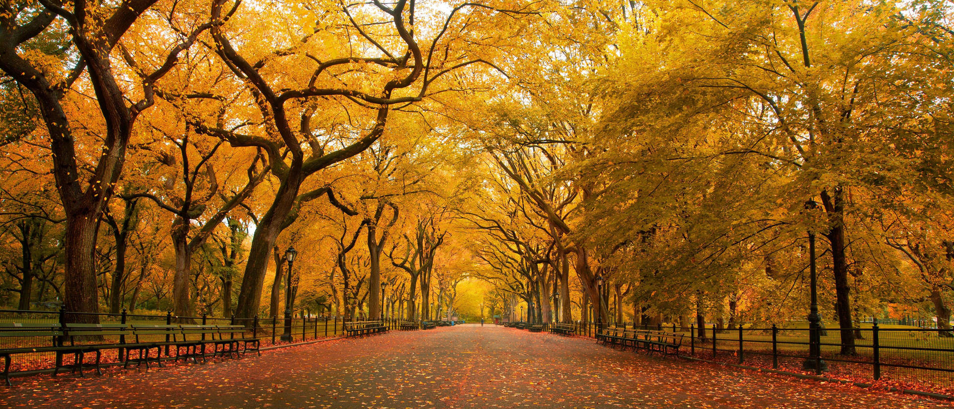 Central Park Fall 4k Ultra Widescreen