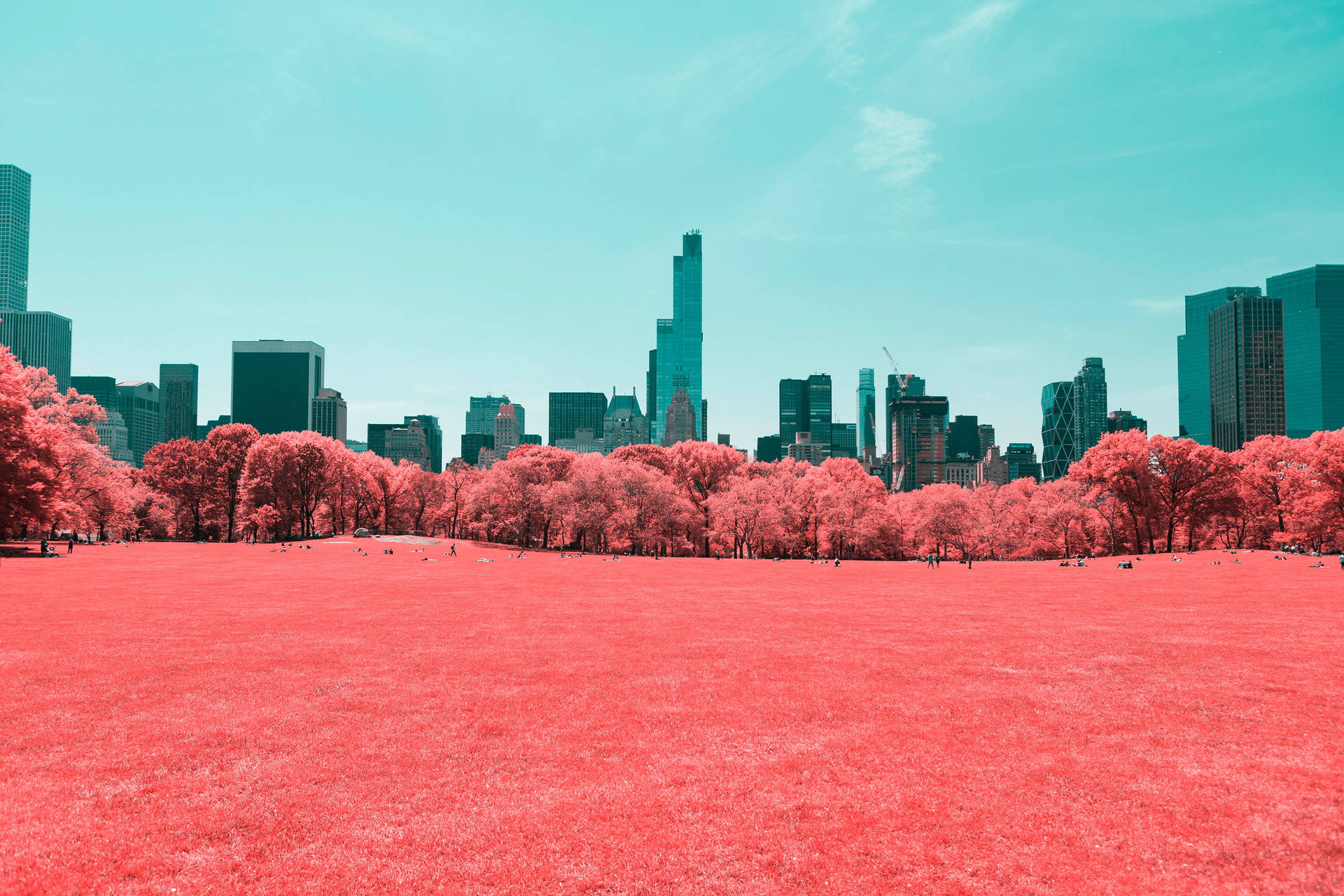 Central Park Pink Trees In Manhattan New York 4k Background