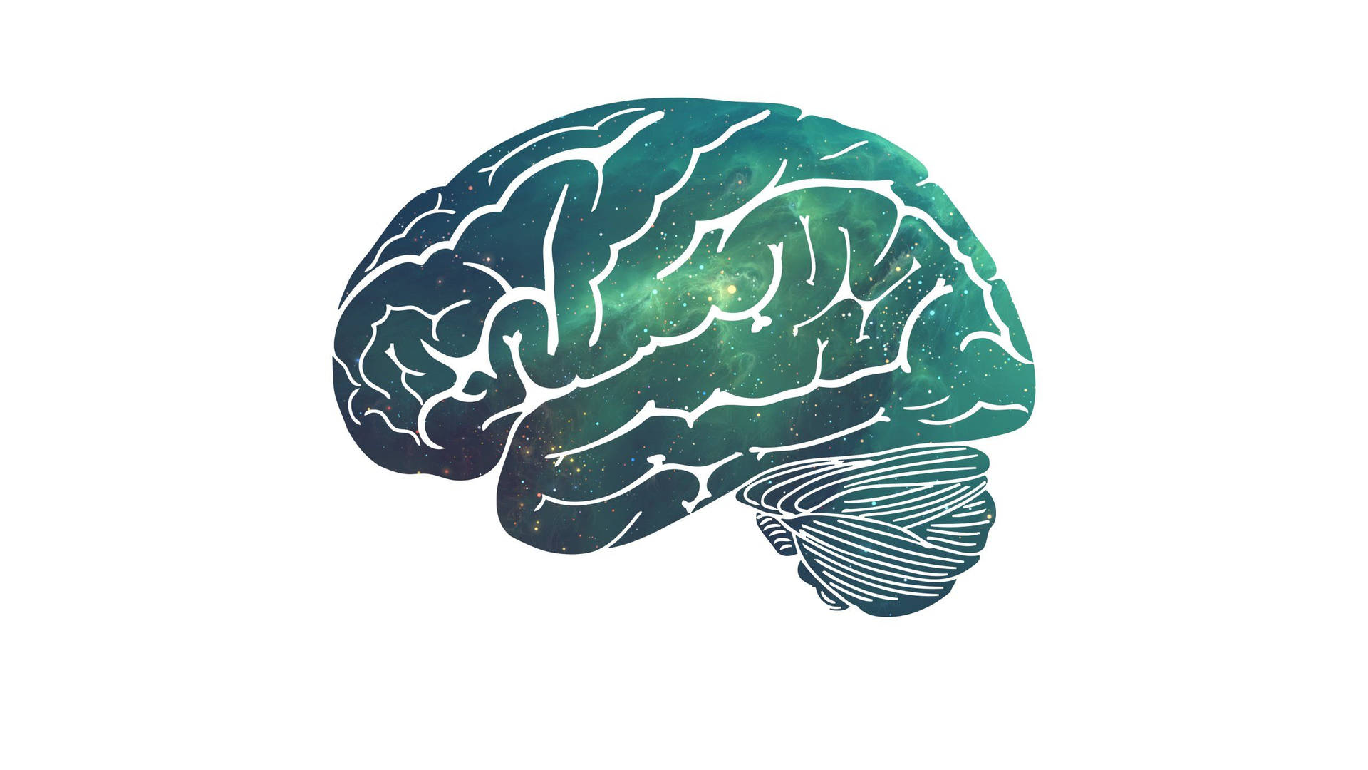 Cerebral Cortex On White Background Background