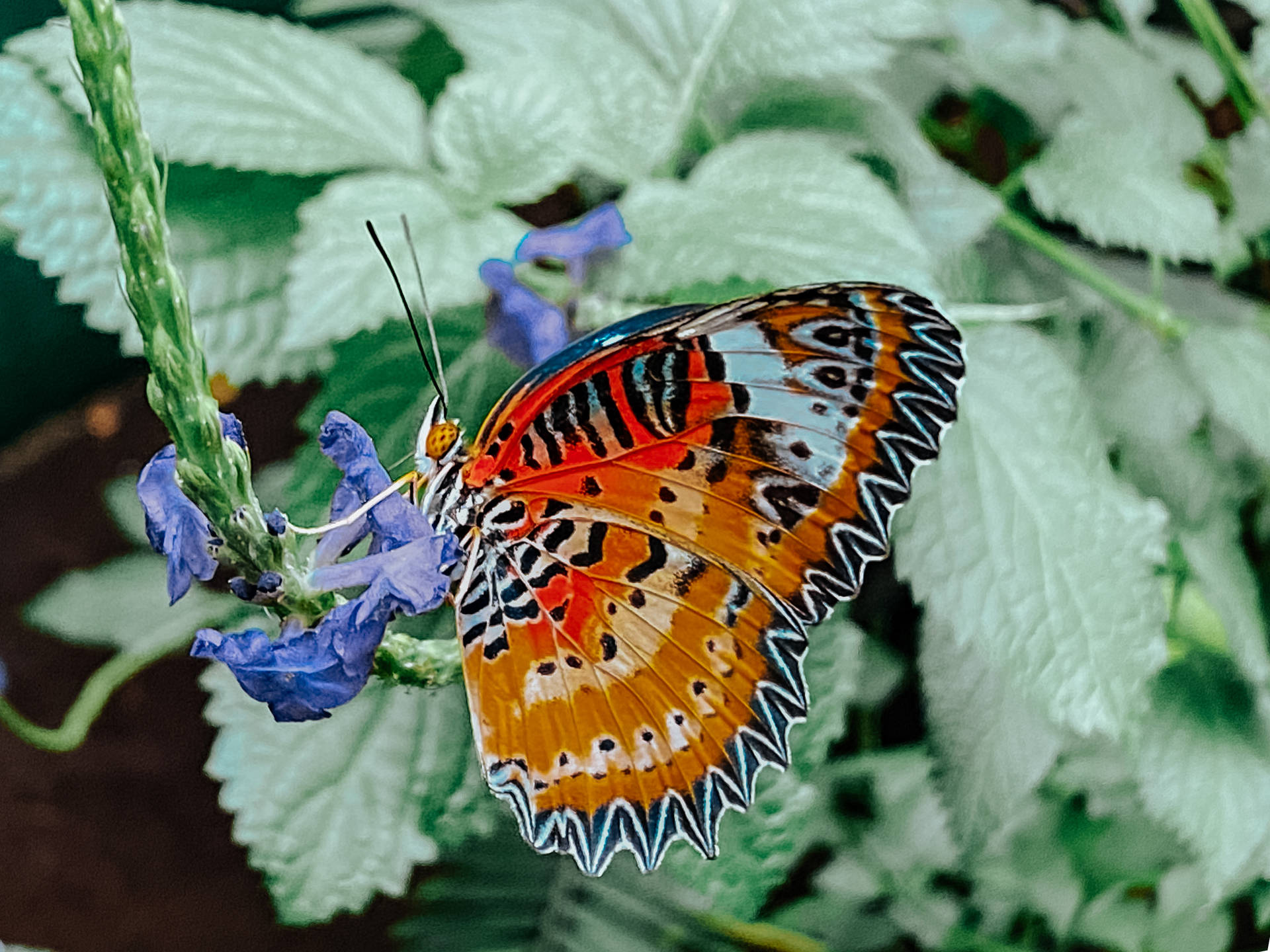 Cethosia Biblis Aesthetic Butterfly Background