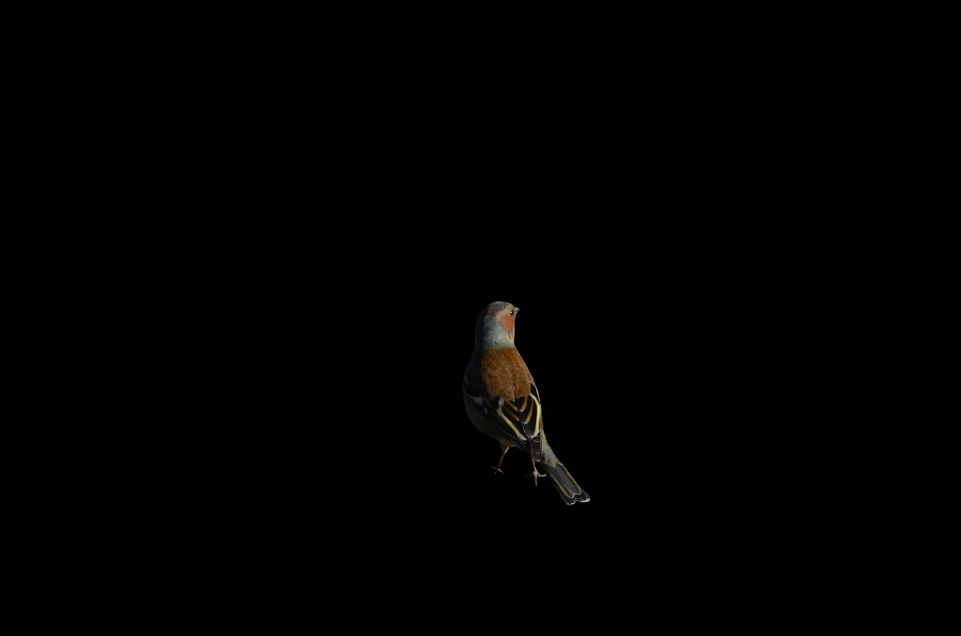 Chaffinch Bird On Black Screen 4k Background