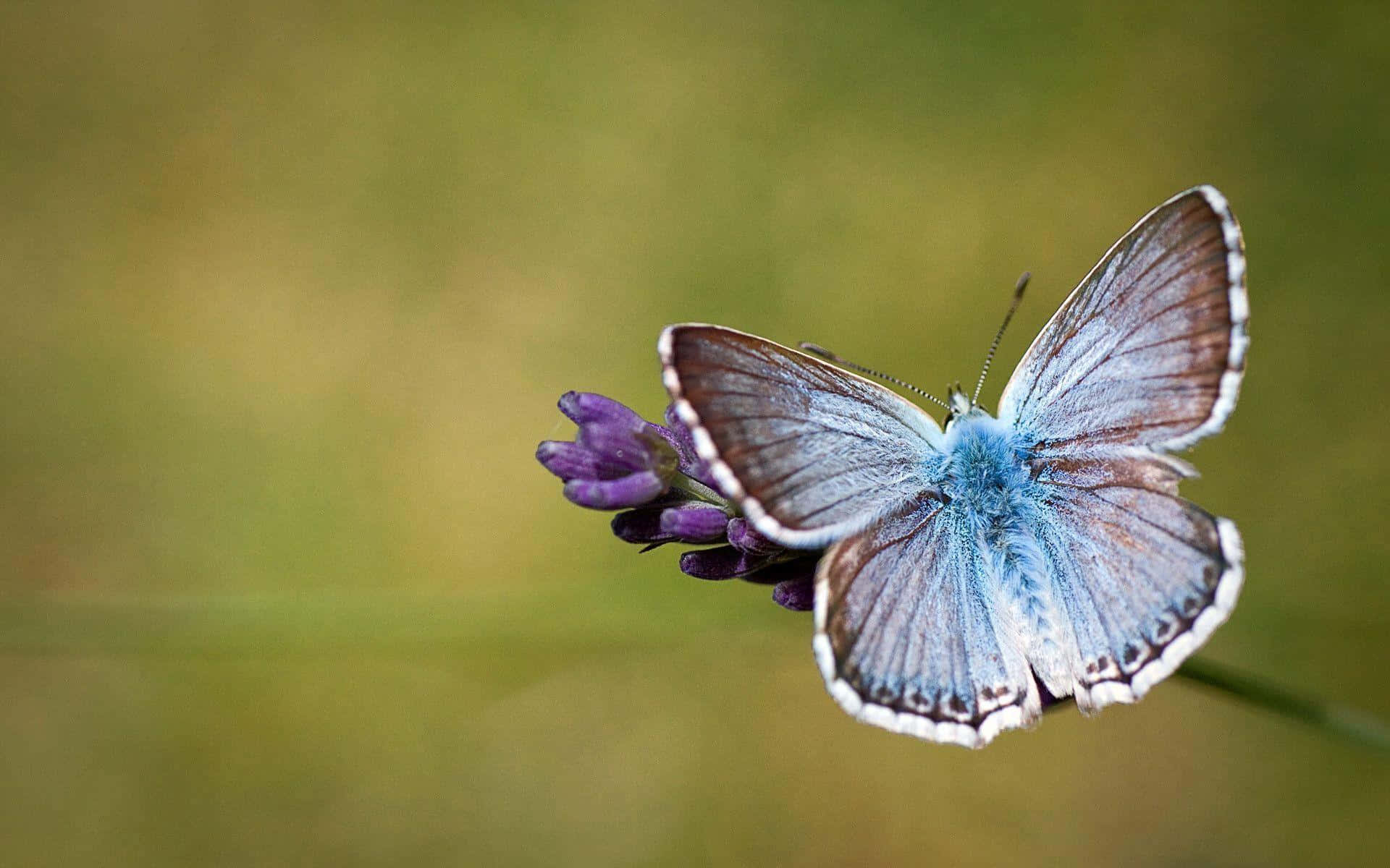 Chalkhill Blue Butterfly Desktop Background