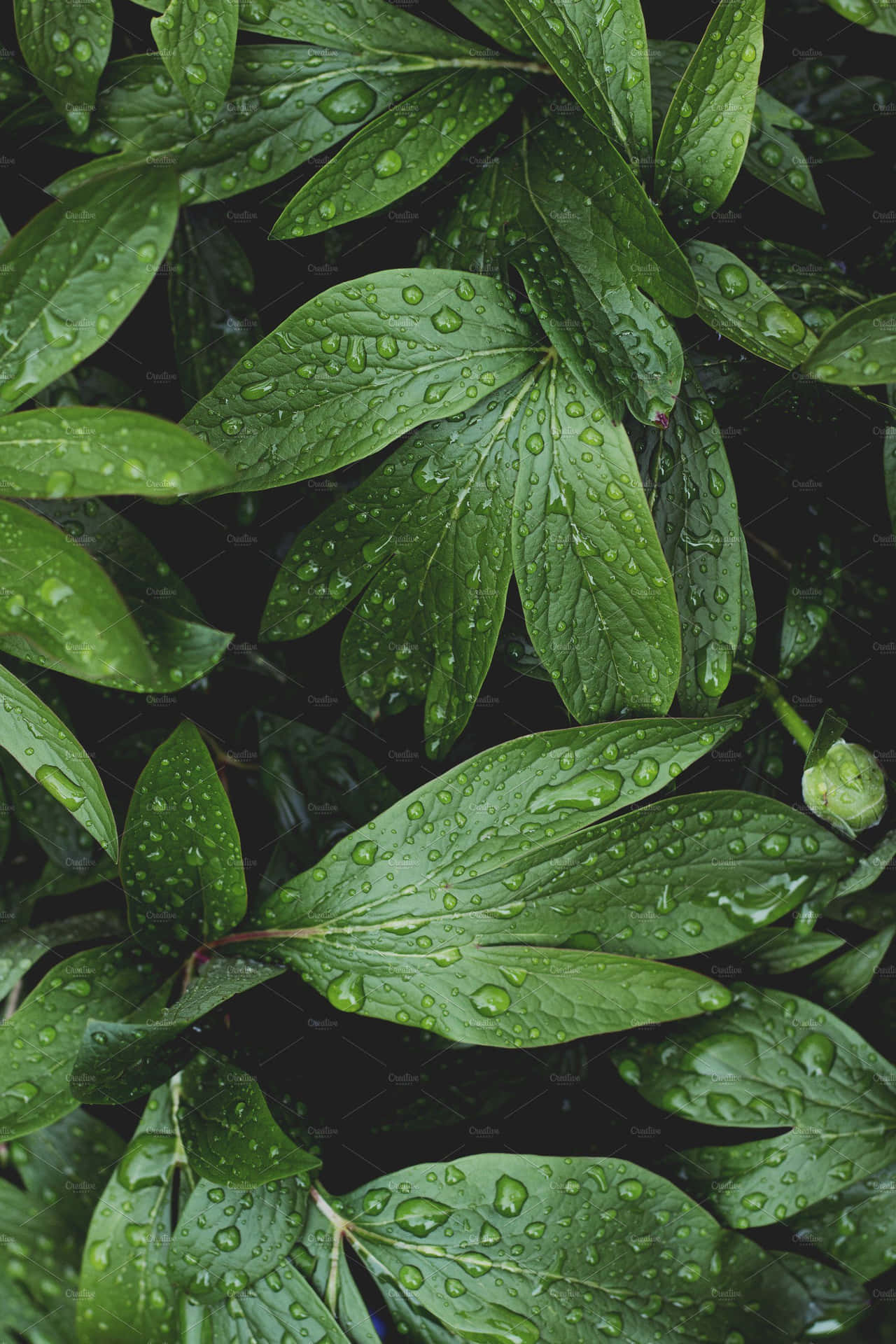 Chamaedorea Green Plant Aesthetic Background