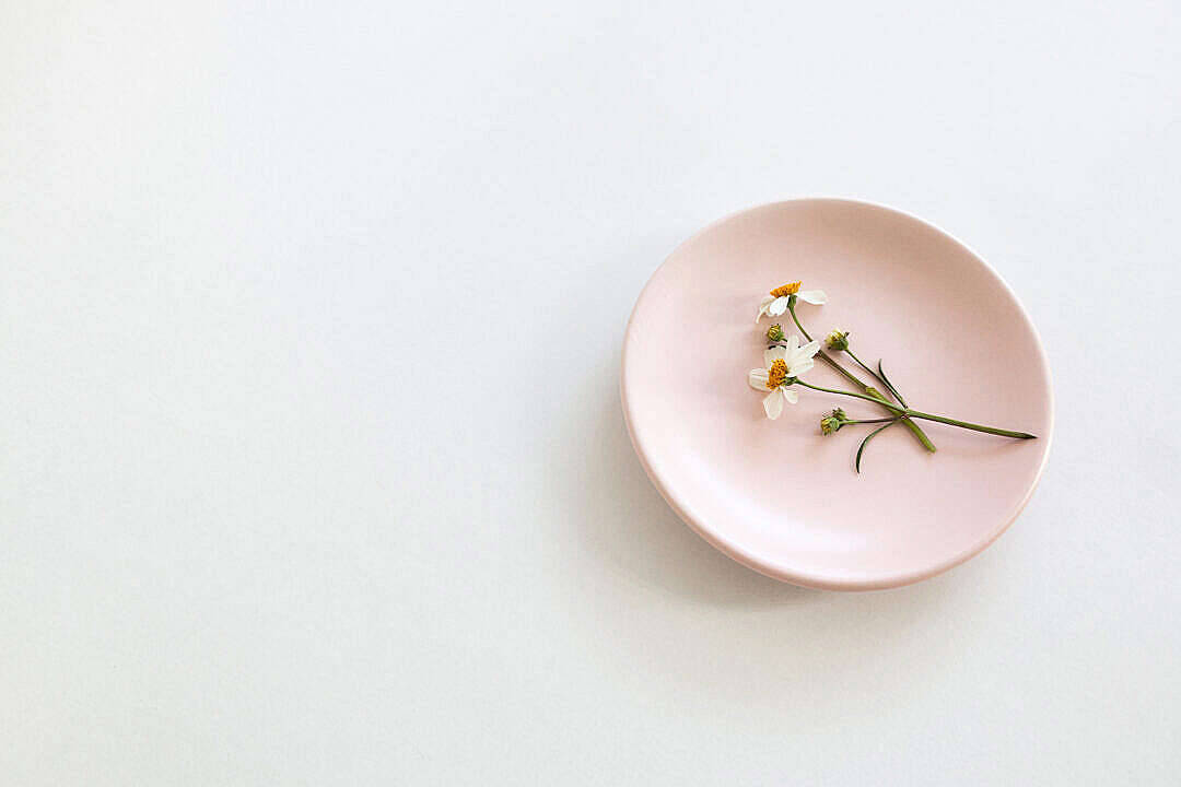 Chamomile Flower In Pastel Pink Aesthetic Plate Background