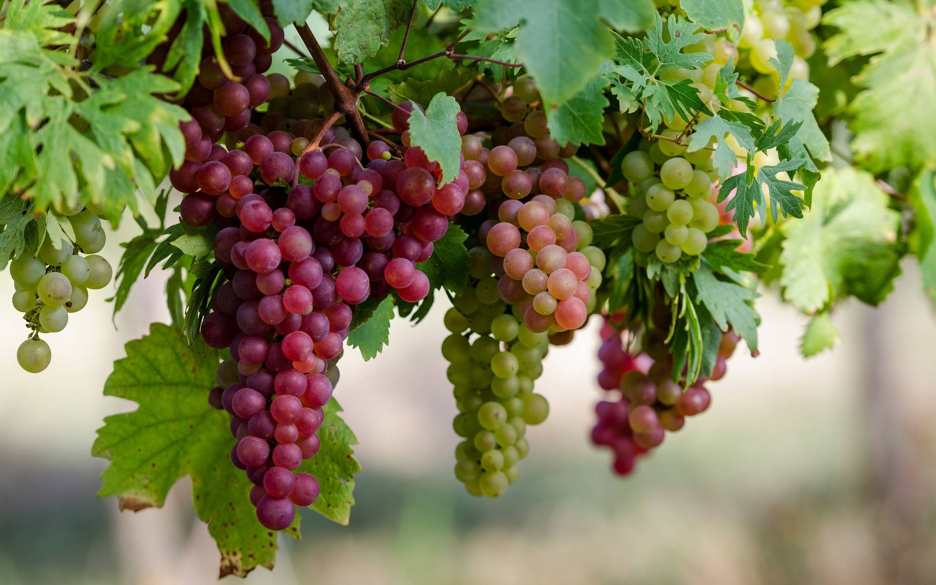 Champagne Red Grapes Background