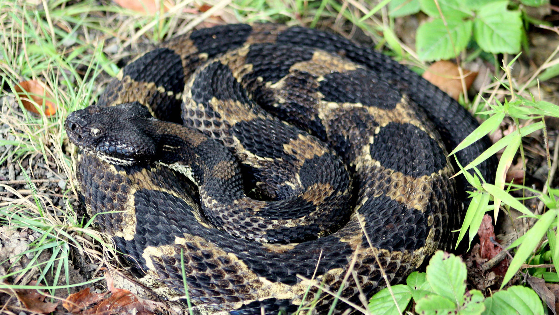 Charcoal Black Brown Timber Rattler Snake Background