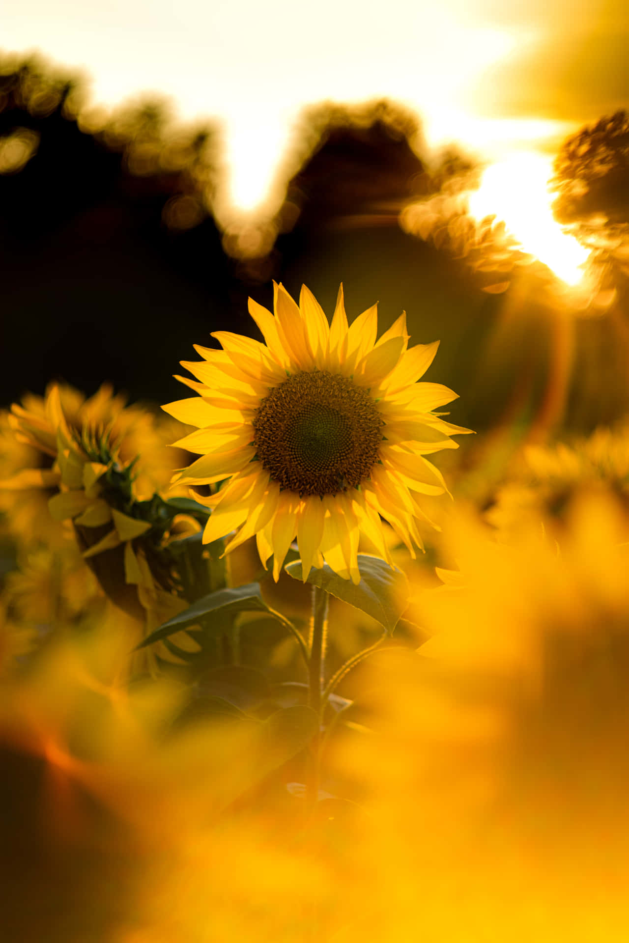 Charge Up Your Day With Sunflower Phone Background