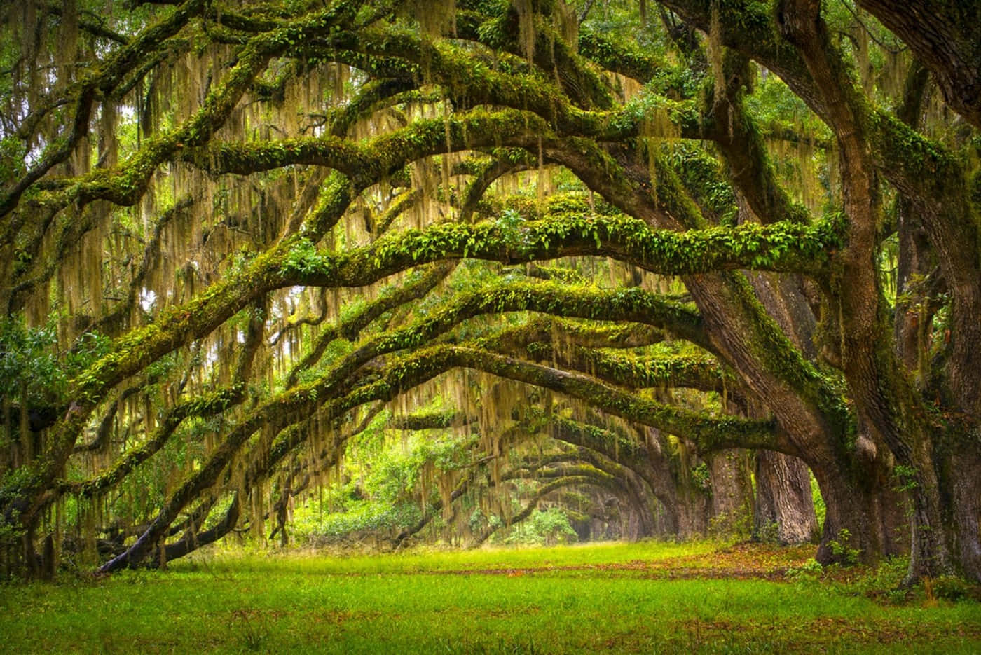 Charles Towne Landing State Historic Site Oak Tree