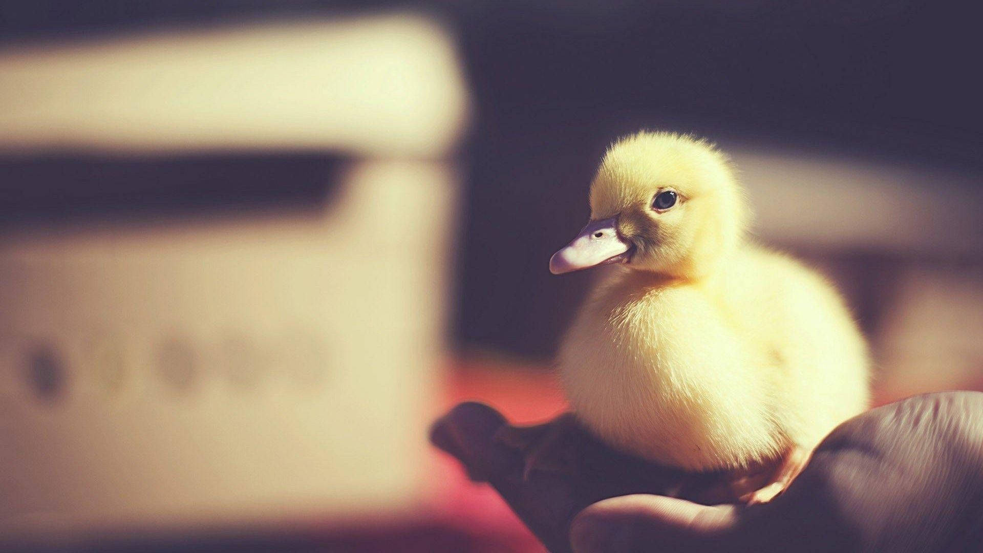 Charming Baby Duck Settled In Hand Background