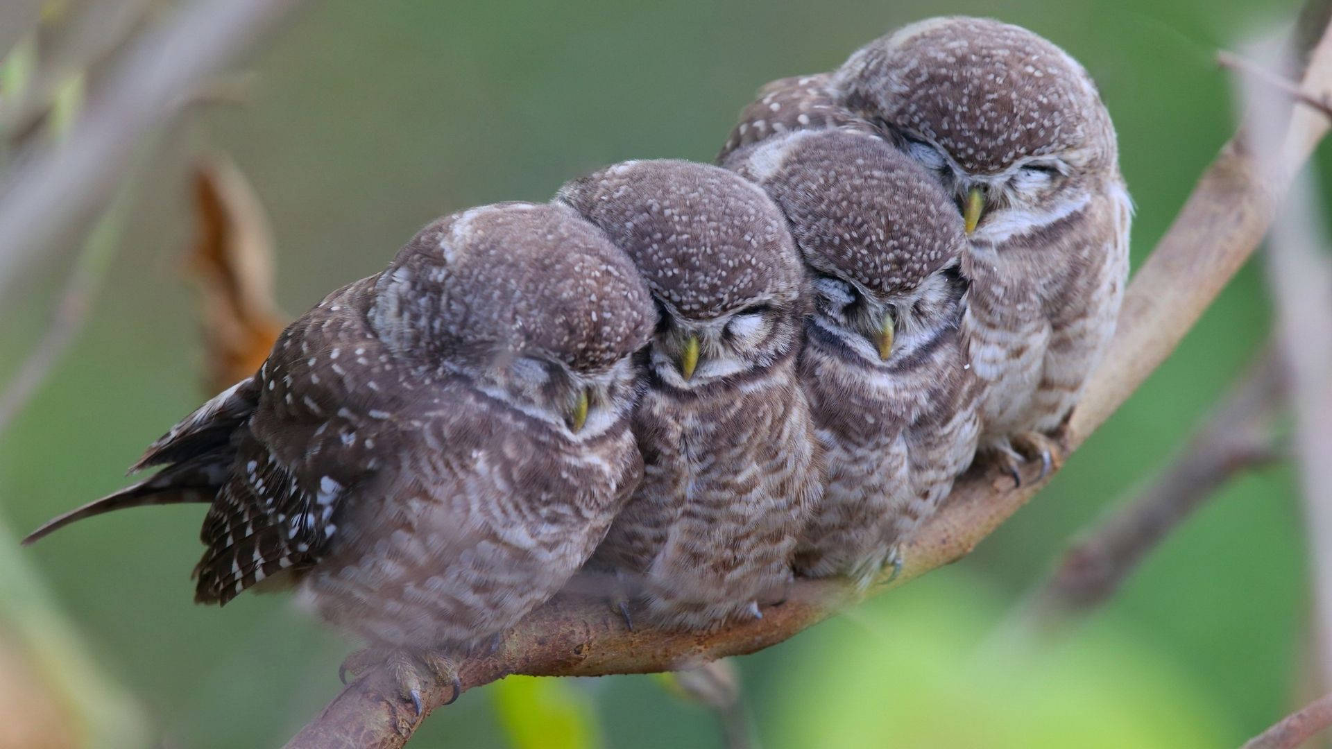 Charming Baby Owl Siblings In Nature Background