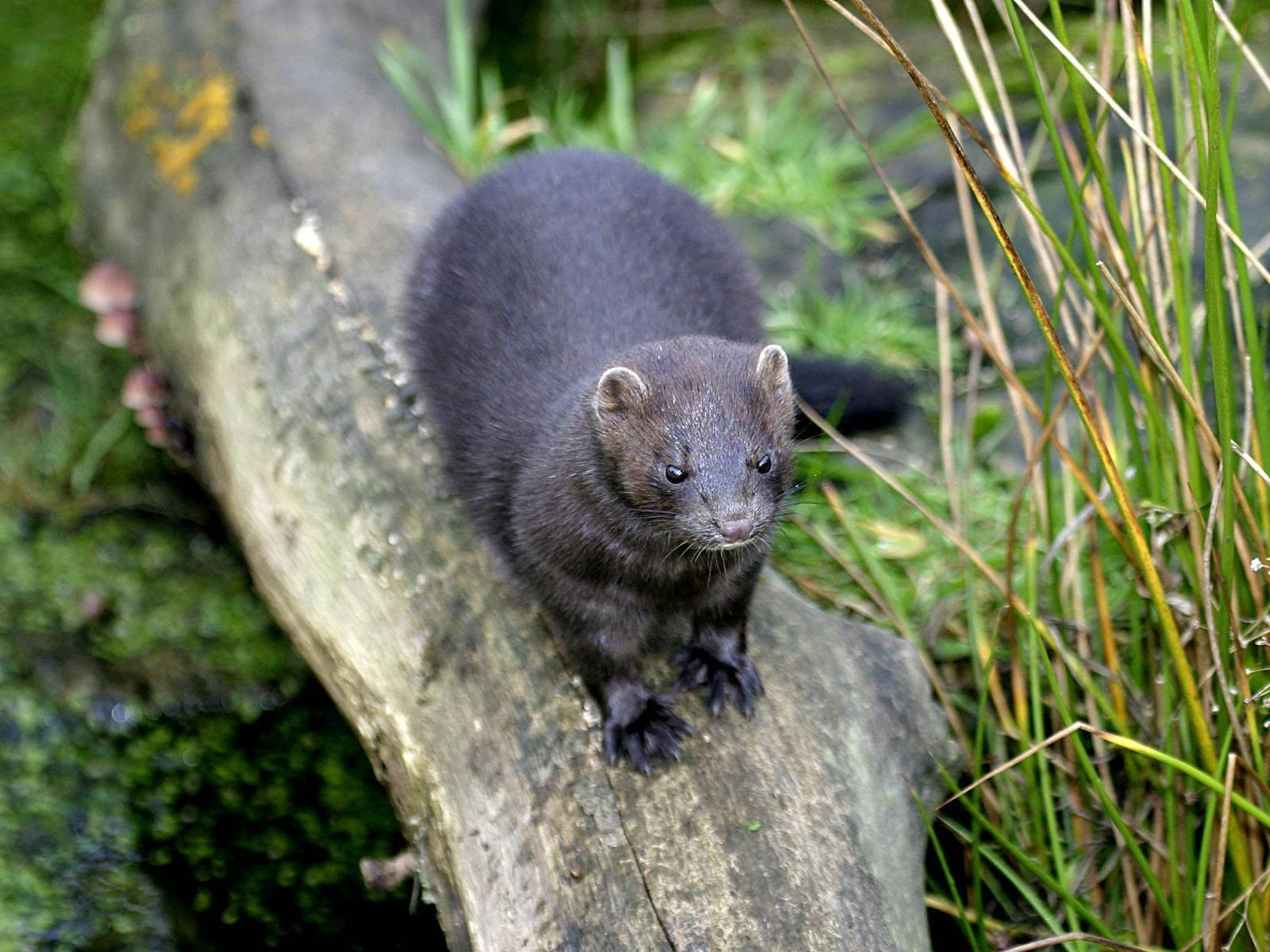 Charming Black Mink Background