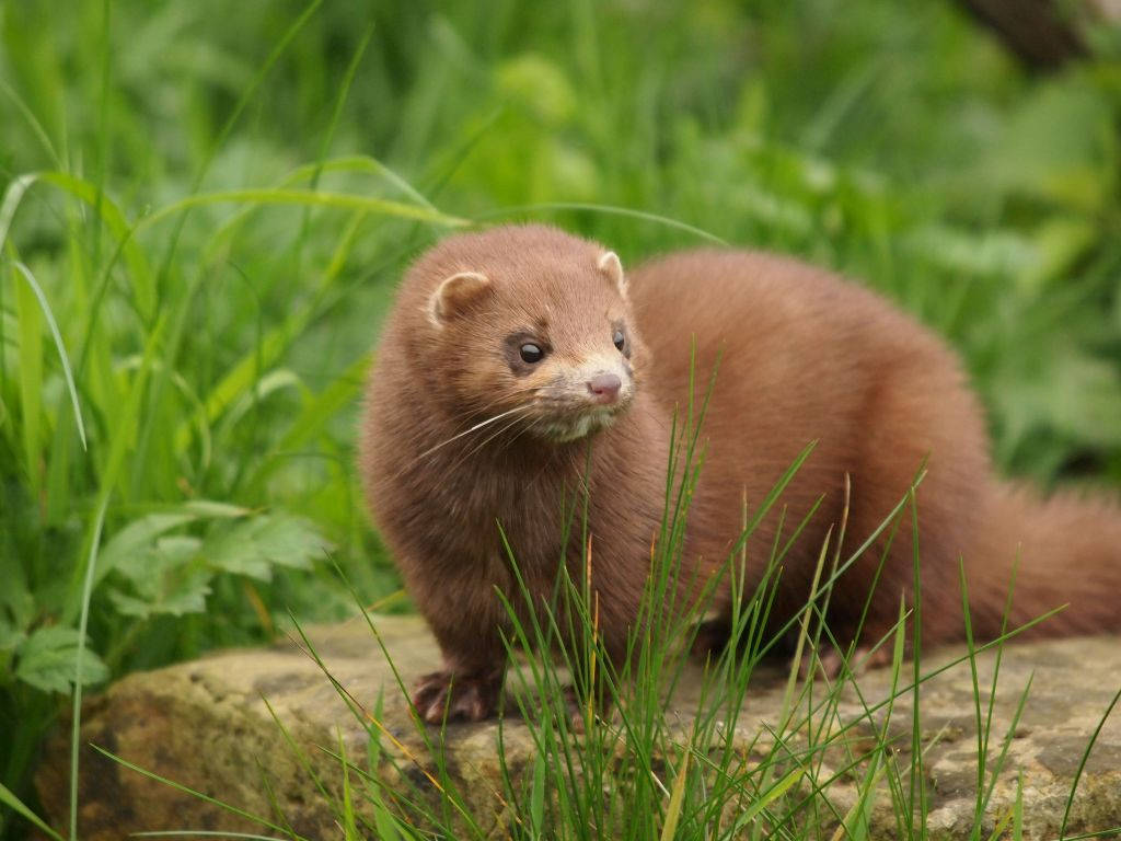 Charming Brown Mink Background