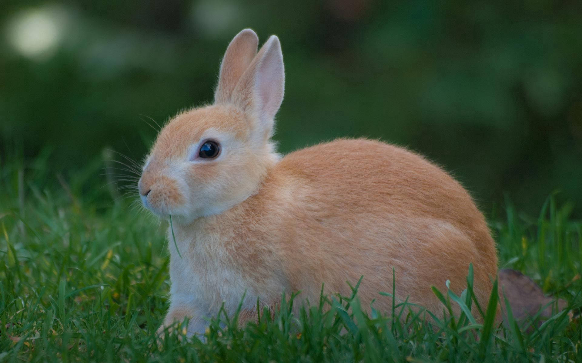 Charming Brown Rabbit Background