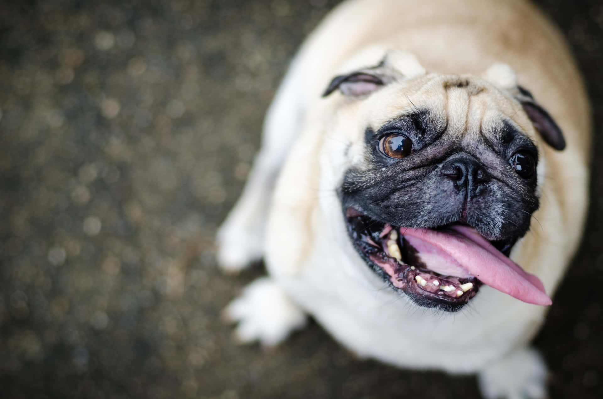 Charming Canine's Leisure Time